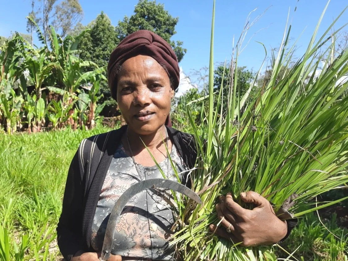 Farmer Support Agricultural Project is Impacting Food Insecurity in Southwest Ethiopia