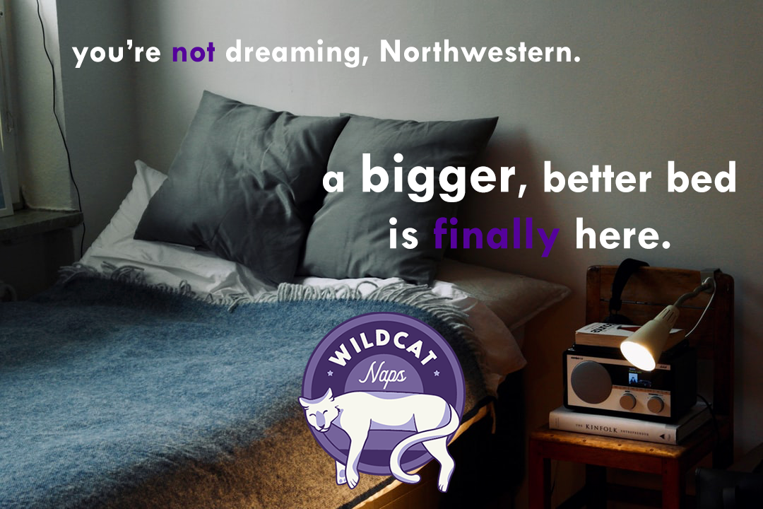 You're Not Dreaming - Wildcat Naps