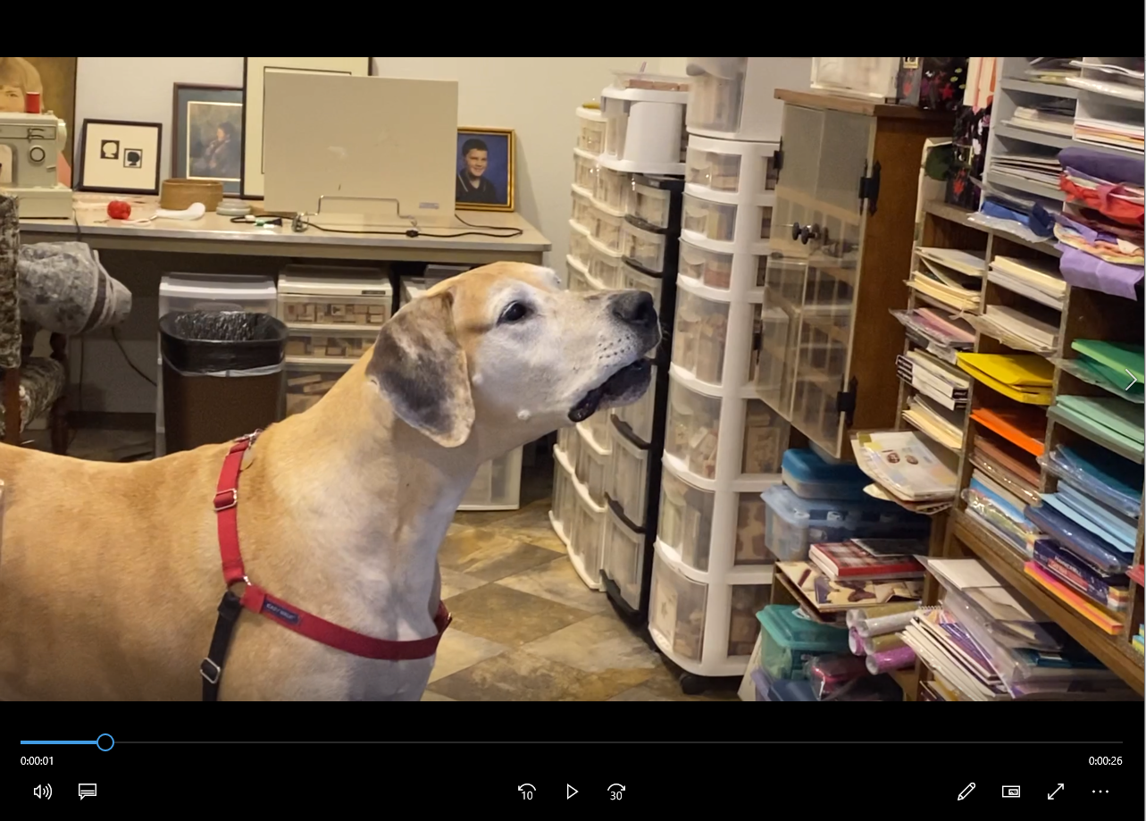 ¡Vota por el vídeo casero más divertido aquí! #Haven4Pets