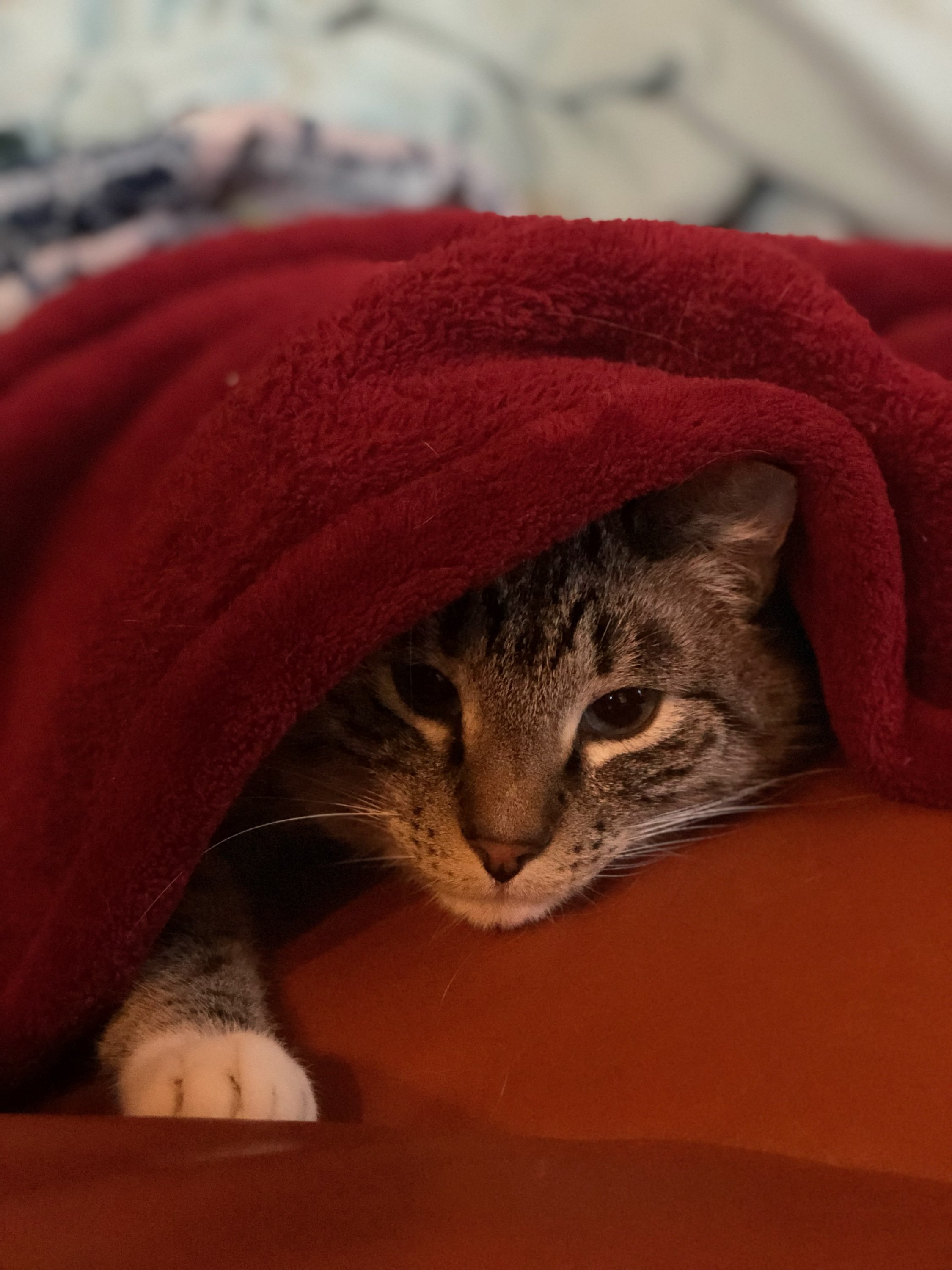 Kitty red