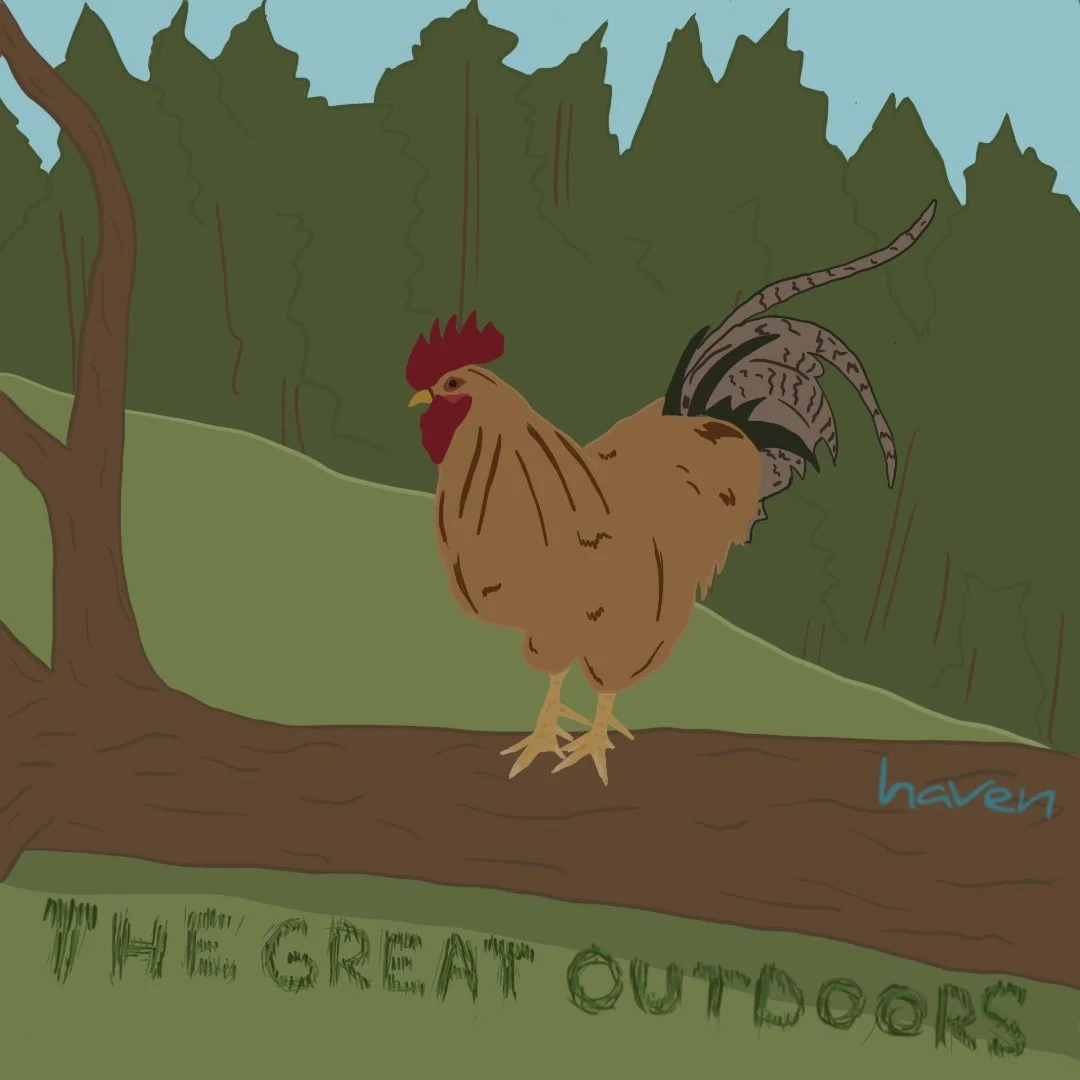 ¡Vota por The Great Outdoors aquí! #Haven4Pets