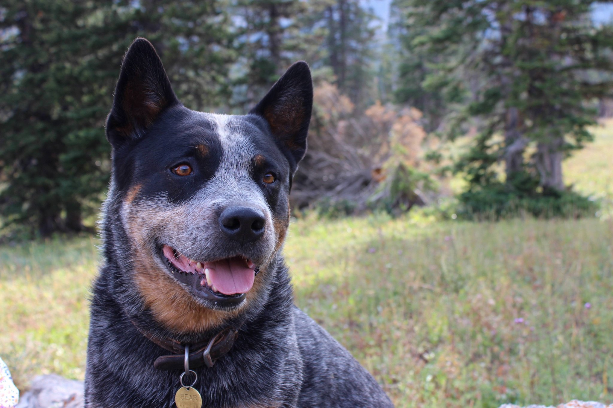 Outdoor cattle dog