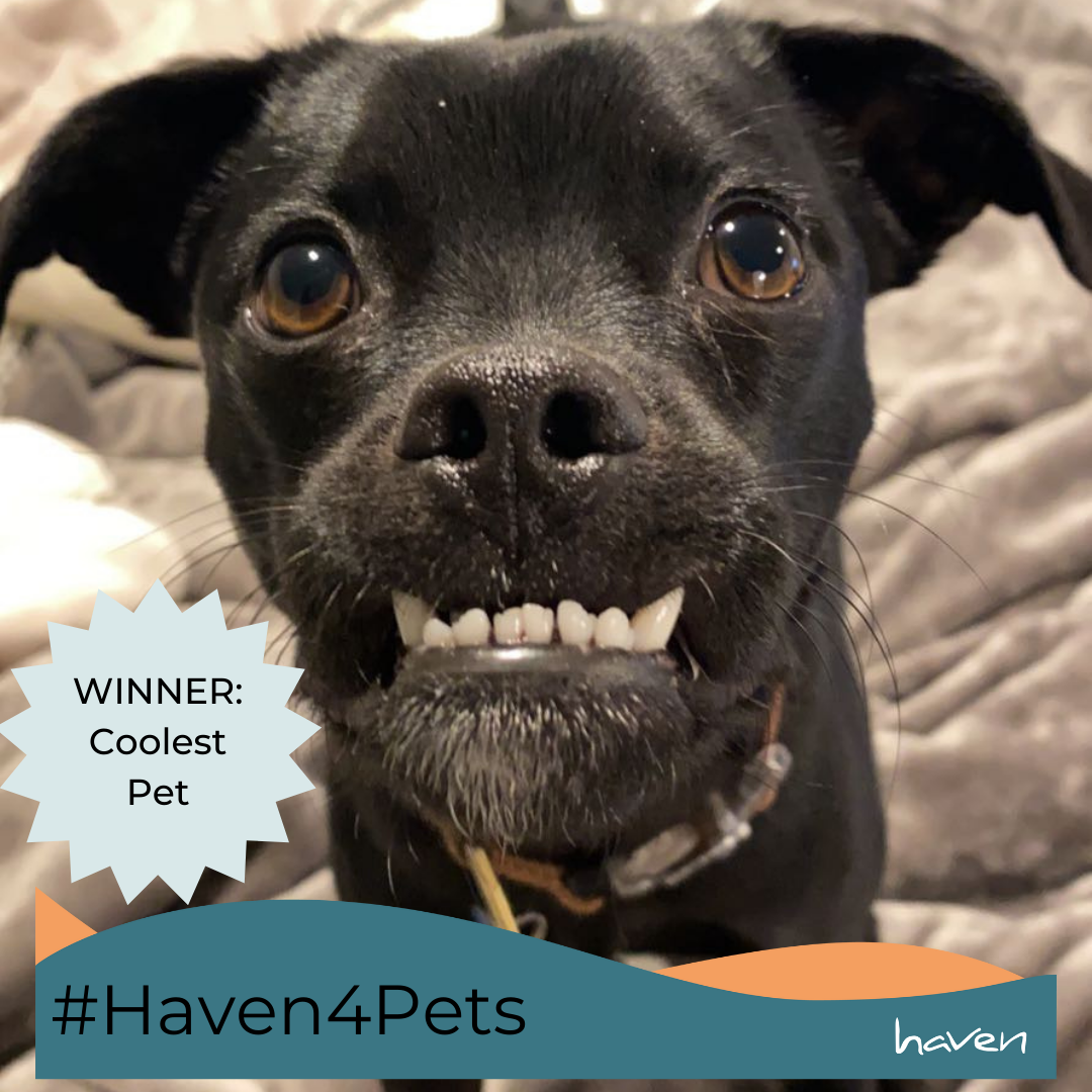 Se anuncian los ganadores de los concursos fotográficos #Haven4Pets