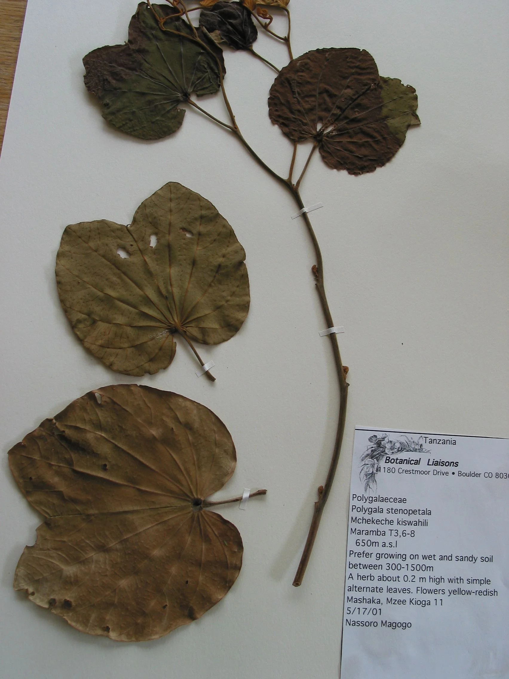 A voucher specimen is used as a reference when collected with bulk materials