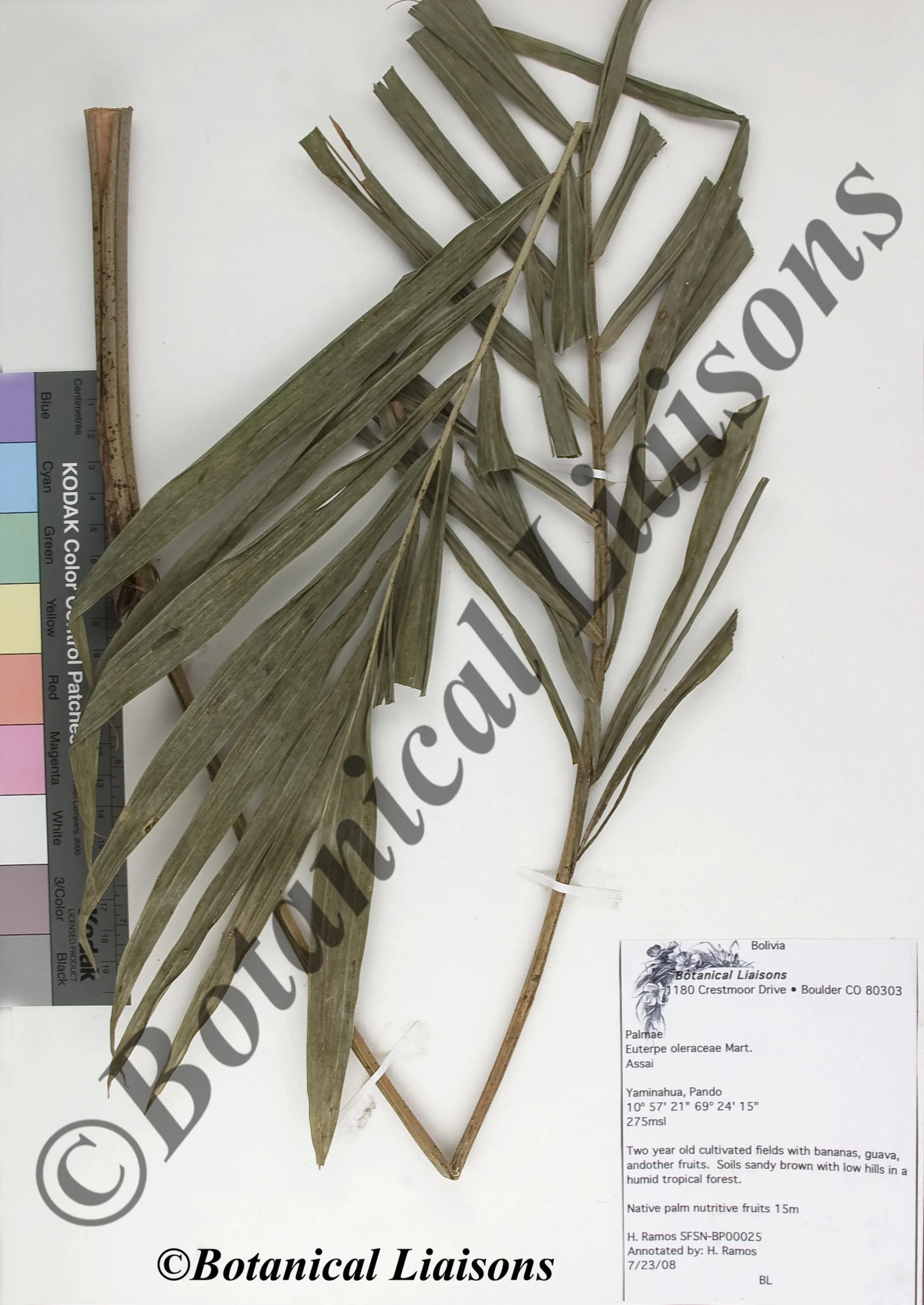 Euterpe oleraceae 2.jpg