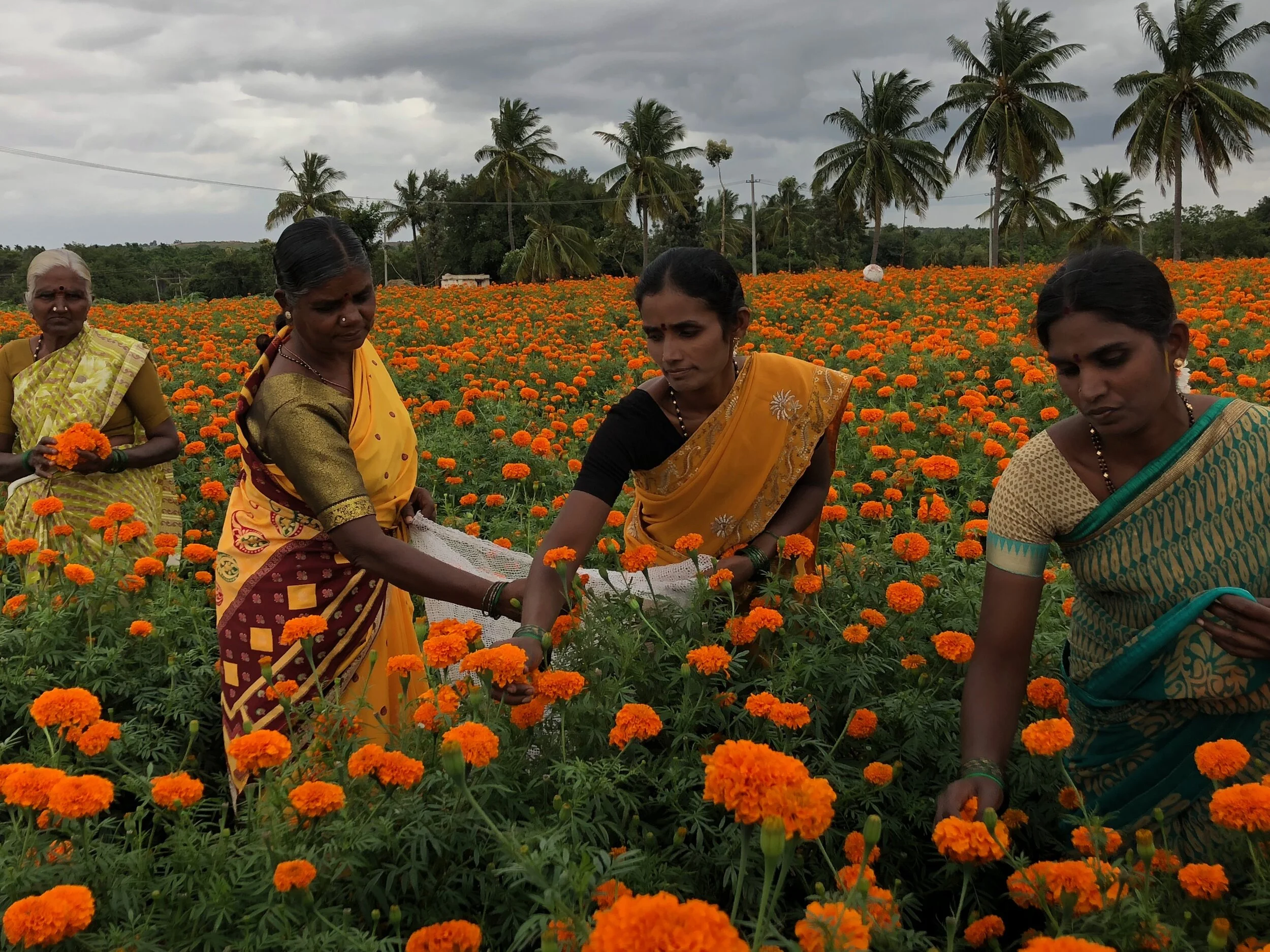 Marigold field audit.jpeg