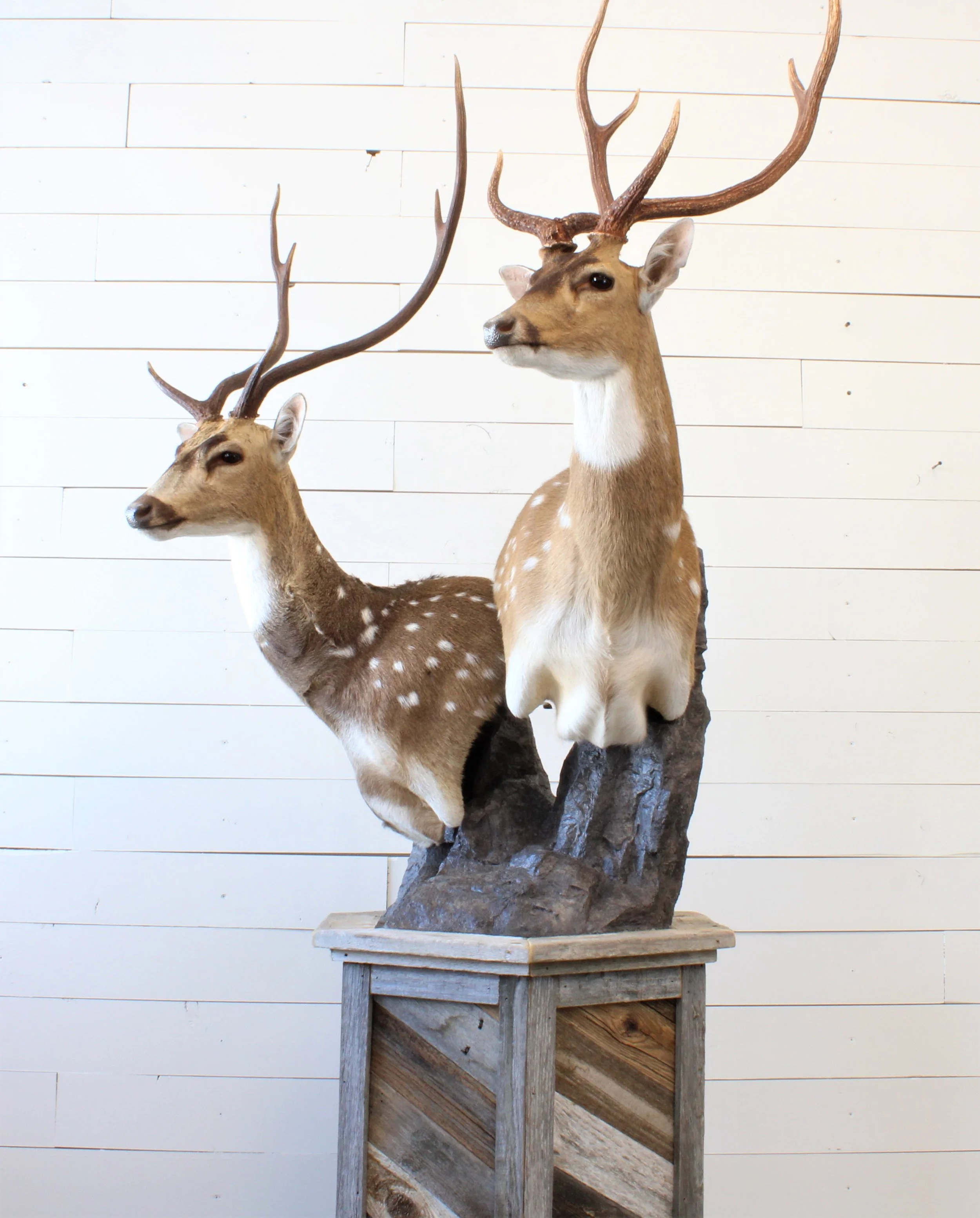 services-revival-taxidermy