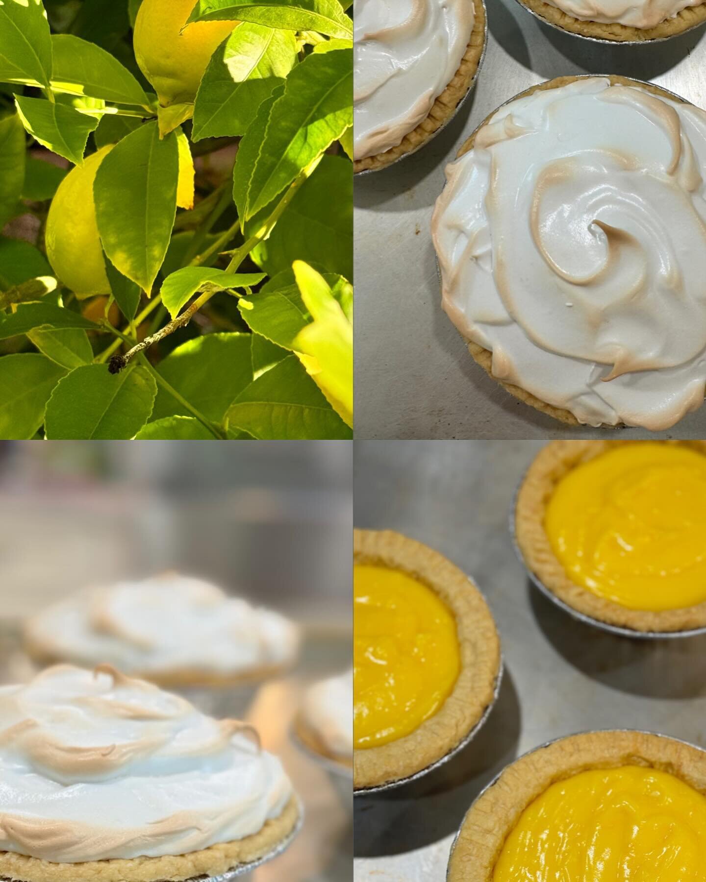 I love that nature gives us a ray of sunshine this time of year with beautiful lemons especially our Meyer lemon tree which makes the best lemon meringue pie - today @karl_the_store #lemonmerigue #meyerlemons #homemadepie #sausalito