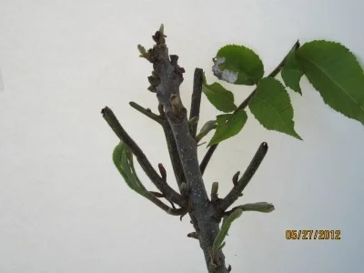 Walnut tree top eaten off by deer.