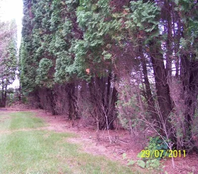 Arborvitae eaten during the winter, destroying their windbreak. Imagine what would happen if you had small trees planted in a new windbreak and this happened. We stop this deer damage and protect our property. This happened in two nights.