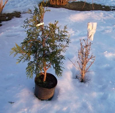 Arborvitae eaten off 2010.jpg