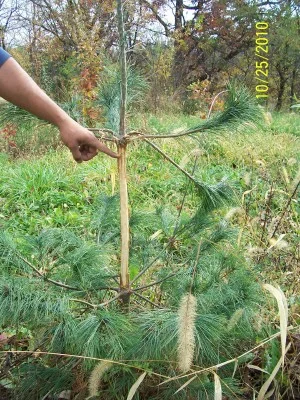 White pine destroyed by fall buck rubbing.