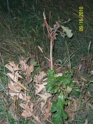 Oak Tree destroyed by buck deer rubbing in the fall.