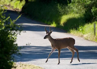 deer crossing road.jpg