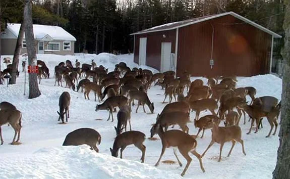 too_many_deer.jpg
