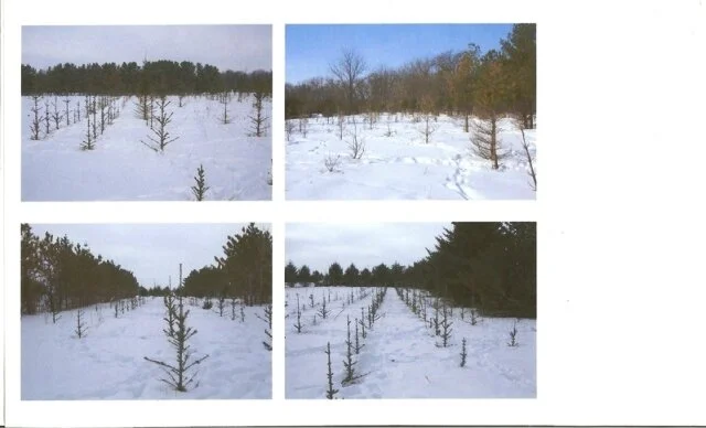 X-mas tree farm destroyed by deer eating them.