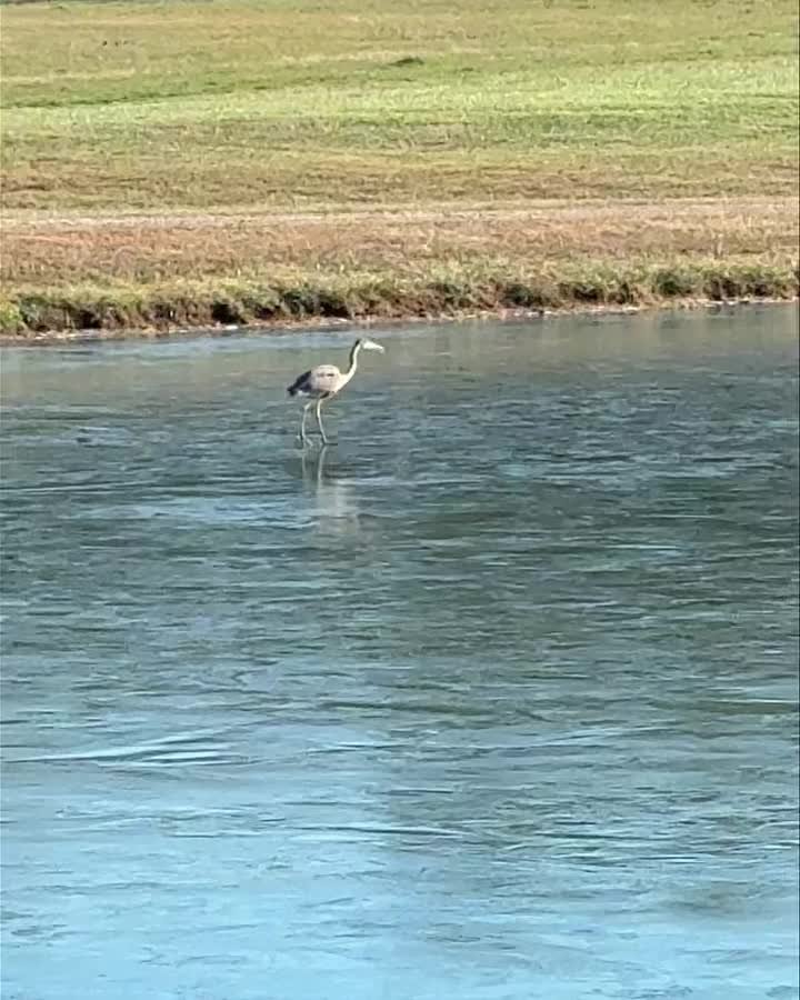 It&rsquo;s not every day you get to see a blue heron walking on ice across your lake.