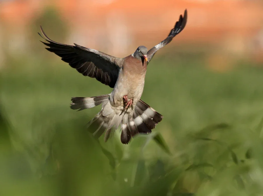 SAAPL DOVE HUNT MEMBERSHIP DRIVE