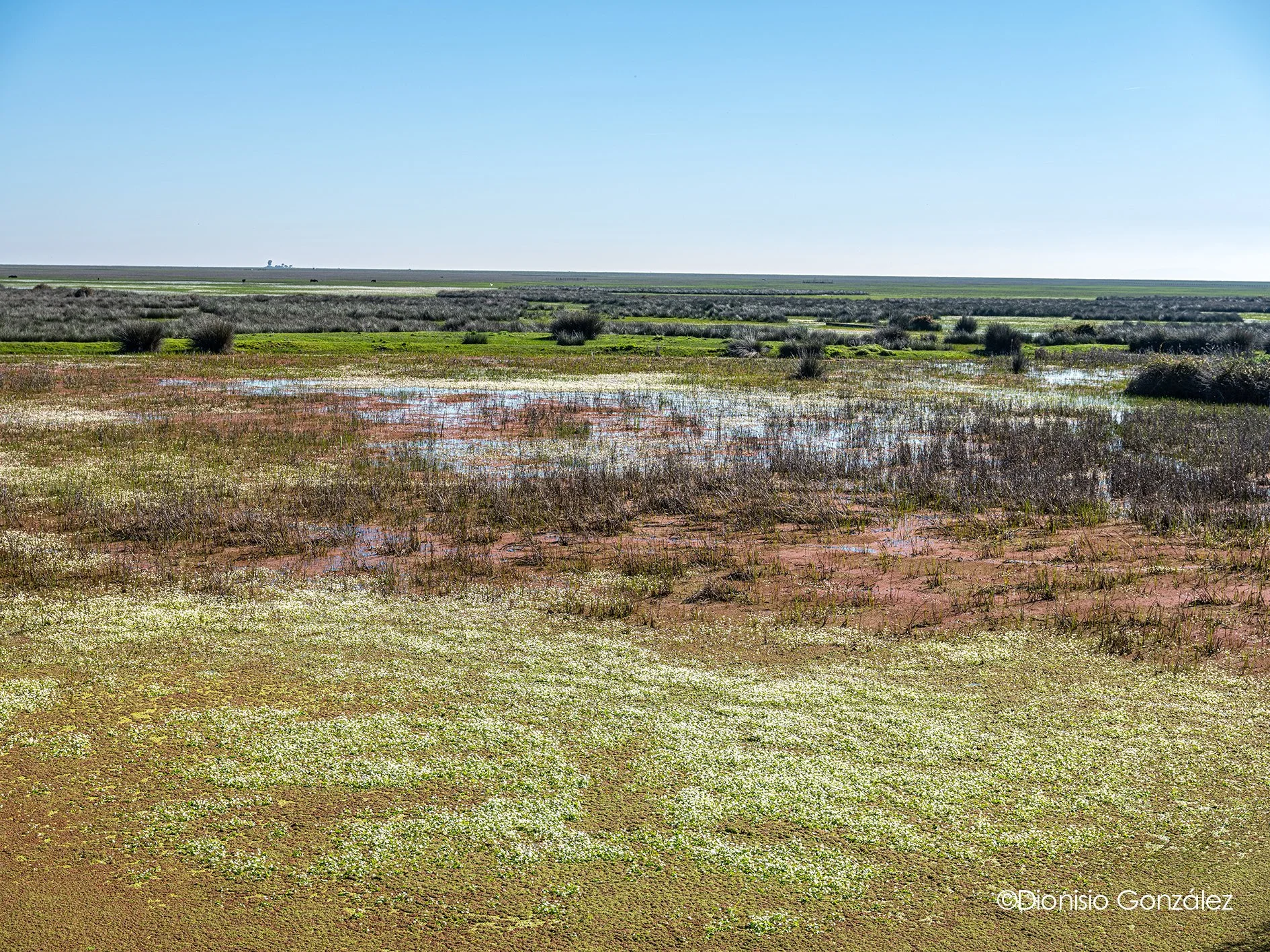 Res_DOÑANA-10.jpg