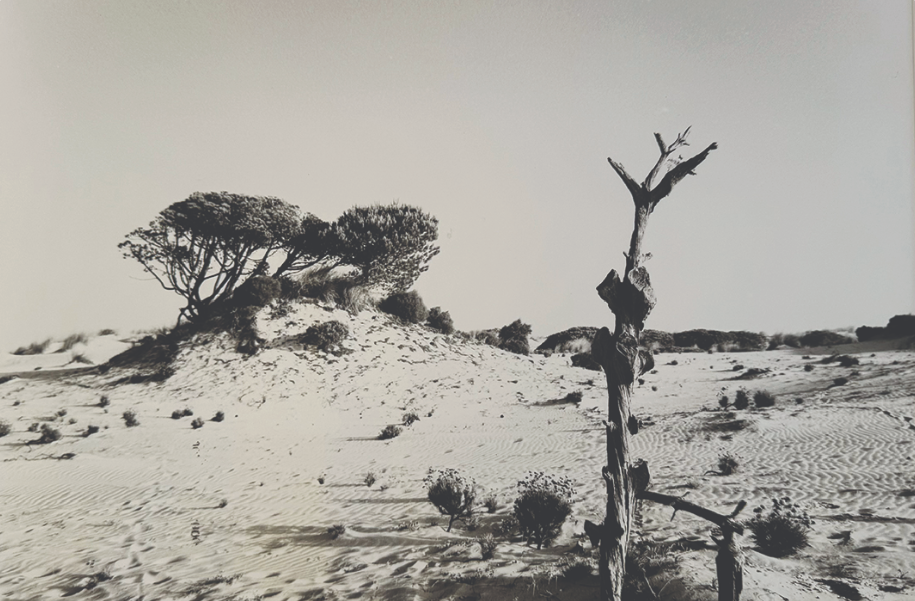 Viaje en el tiempo y en el afecto