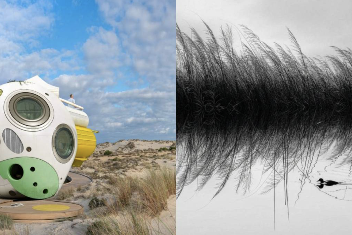 Doñana se traslada al centro de Sevilla con la exposición gratuita ‘NIDOS’: 109 obras inéditas y visitas guiadas en el Patio de Banderas hasta 2027