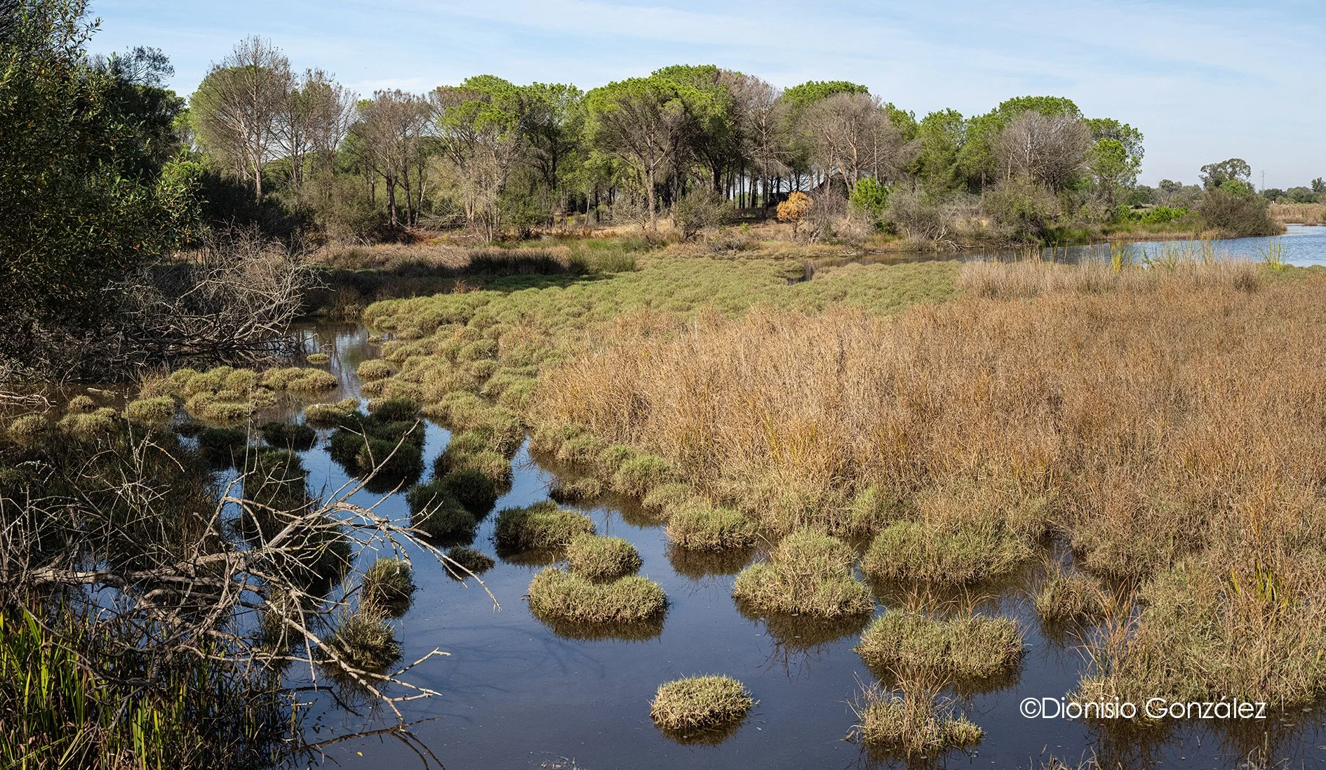 Res_DOÑANA-03.jpg