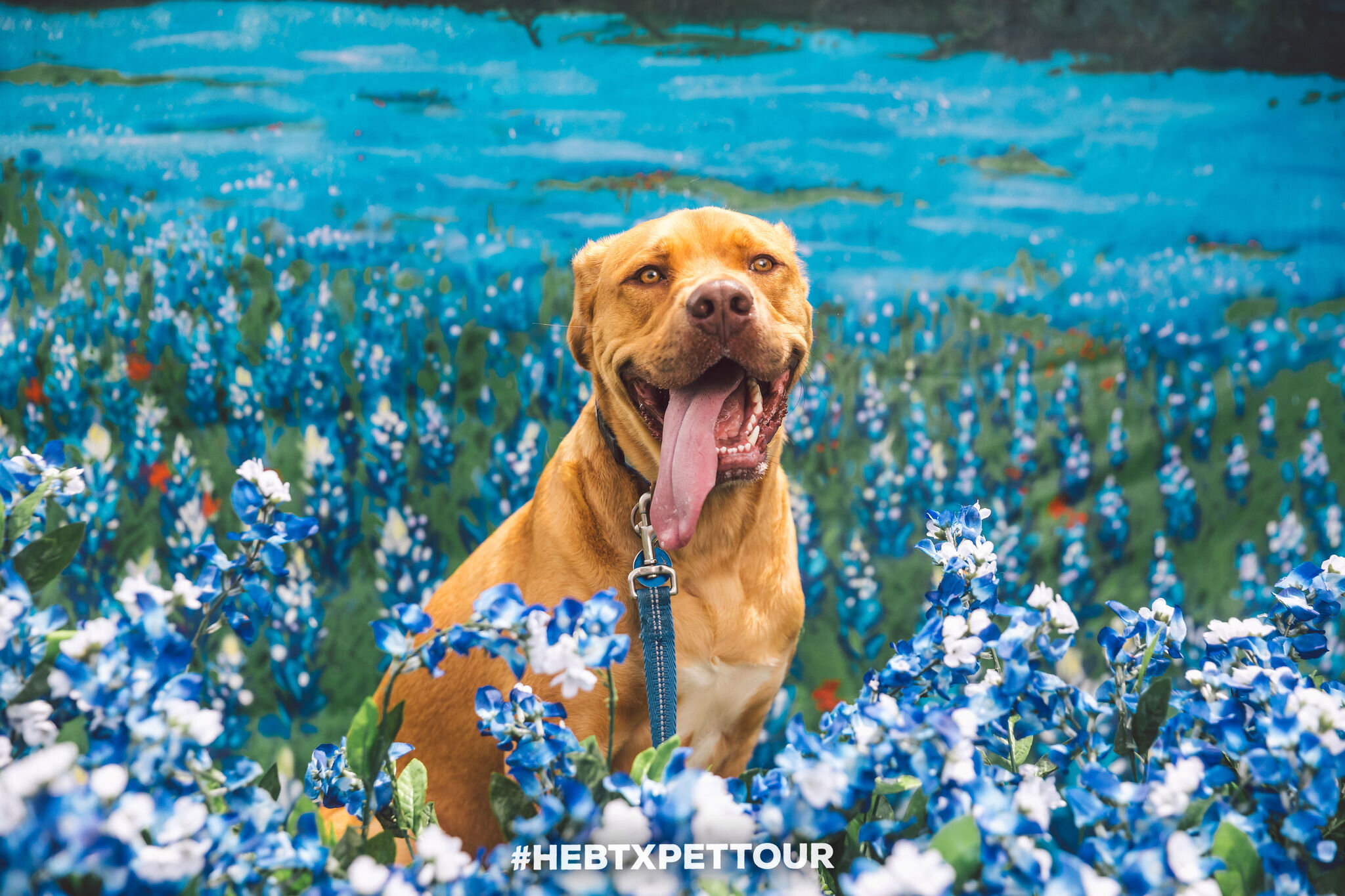 Bluebonnet_HEB_ZilkerBark(120of361).jpg
