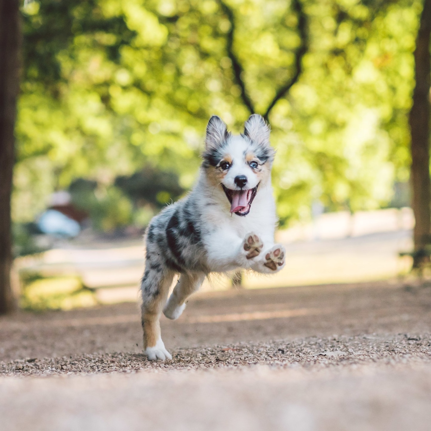 Wyatt Aussie Pup (1 of 4).jpg