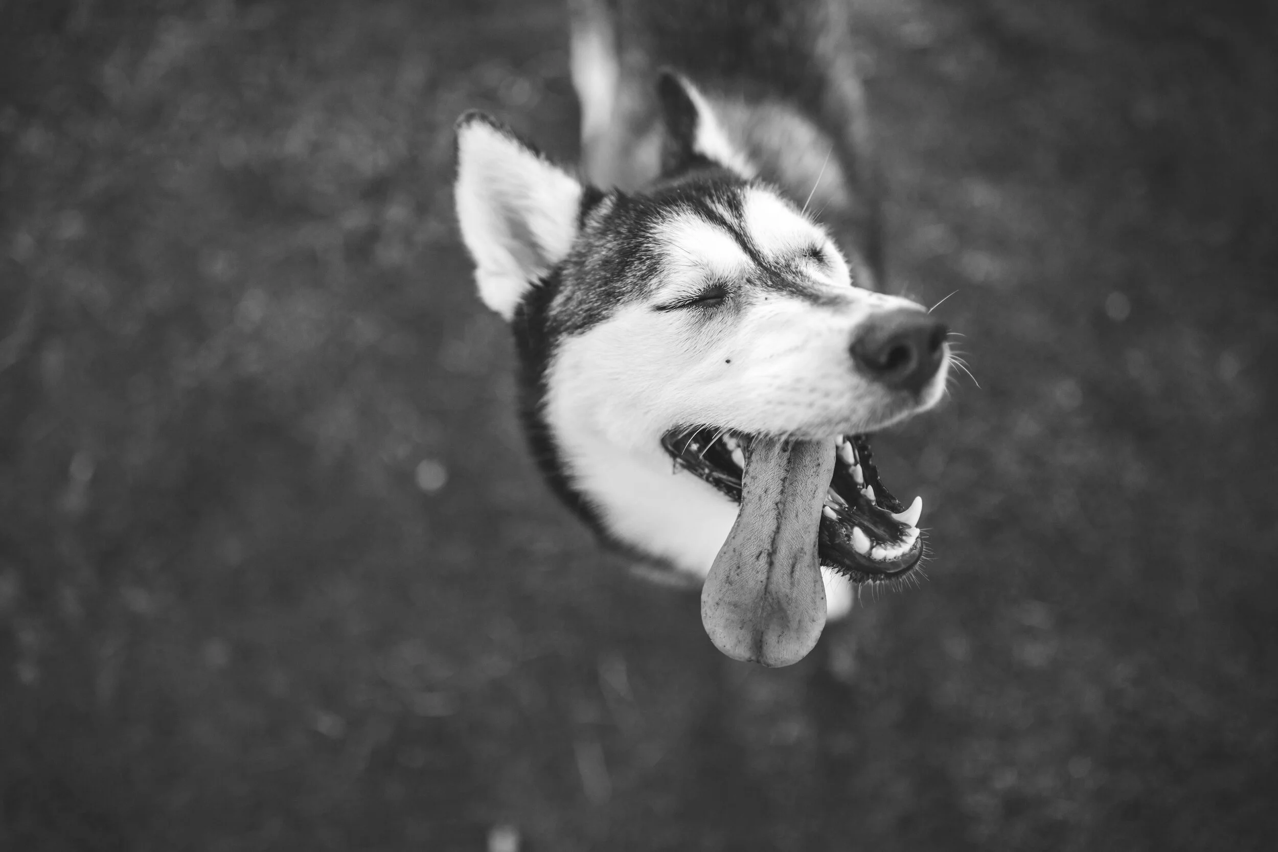 IMG_9598bw.jpg