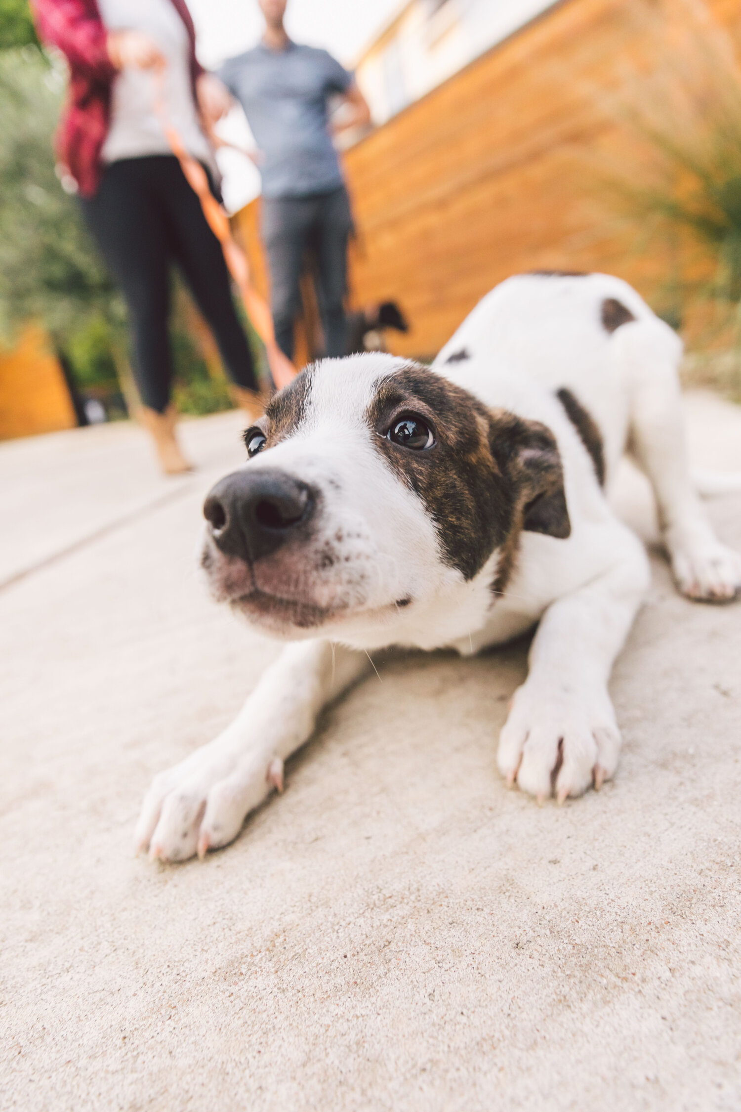 Fostering Dogs in Austin Texas — ZilkerBark!