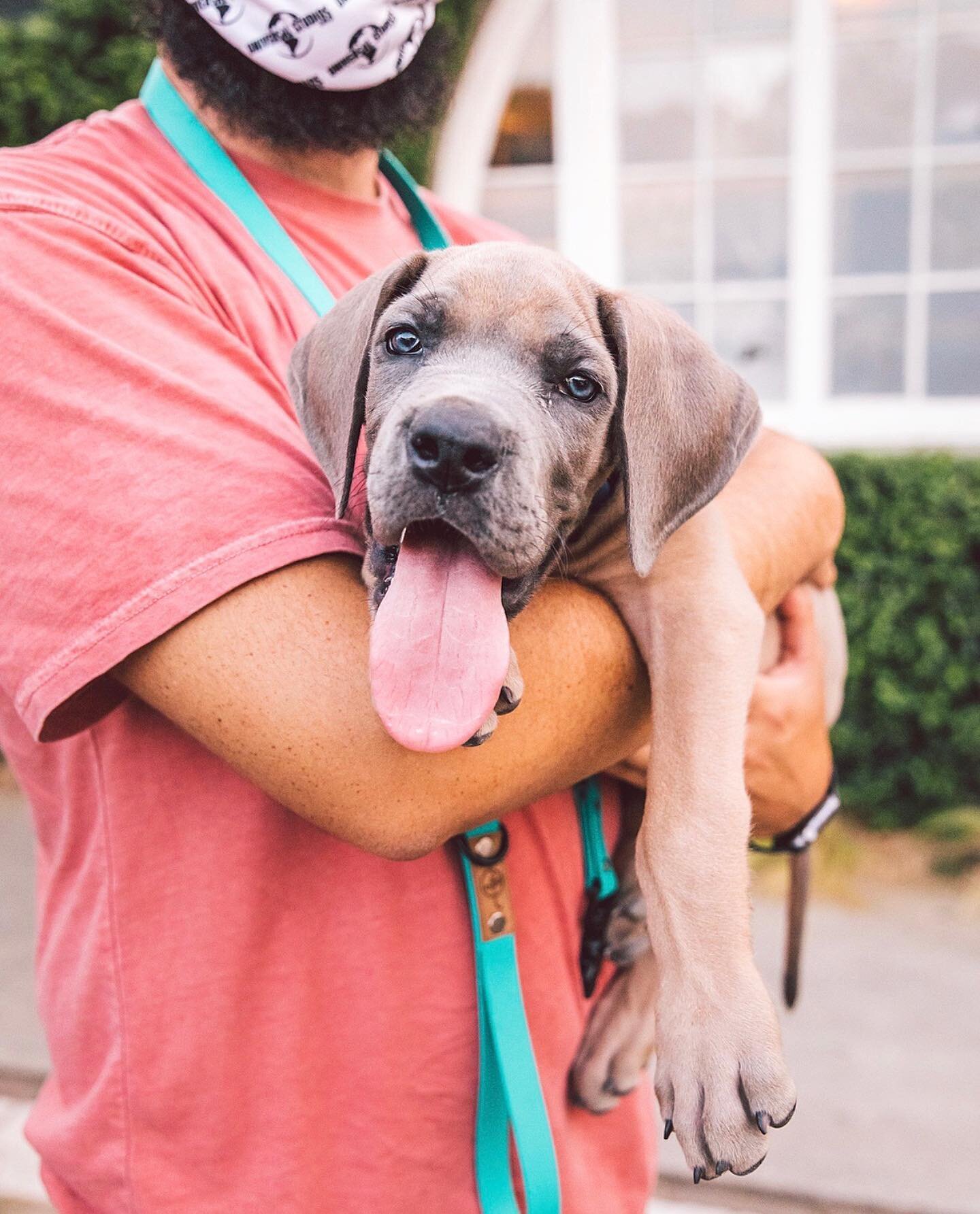 Lucas, the 4mo old Great Dane. Sleepy because it&rsquo;s hard work growing to be the size of a smol horse when really you&rsquo;re just a smol pup at heart. 🥺 @greatgoldenweenie