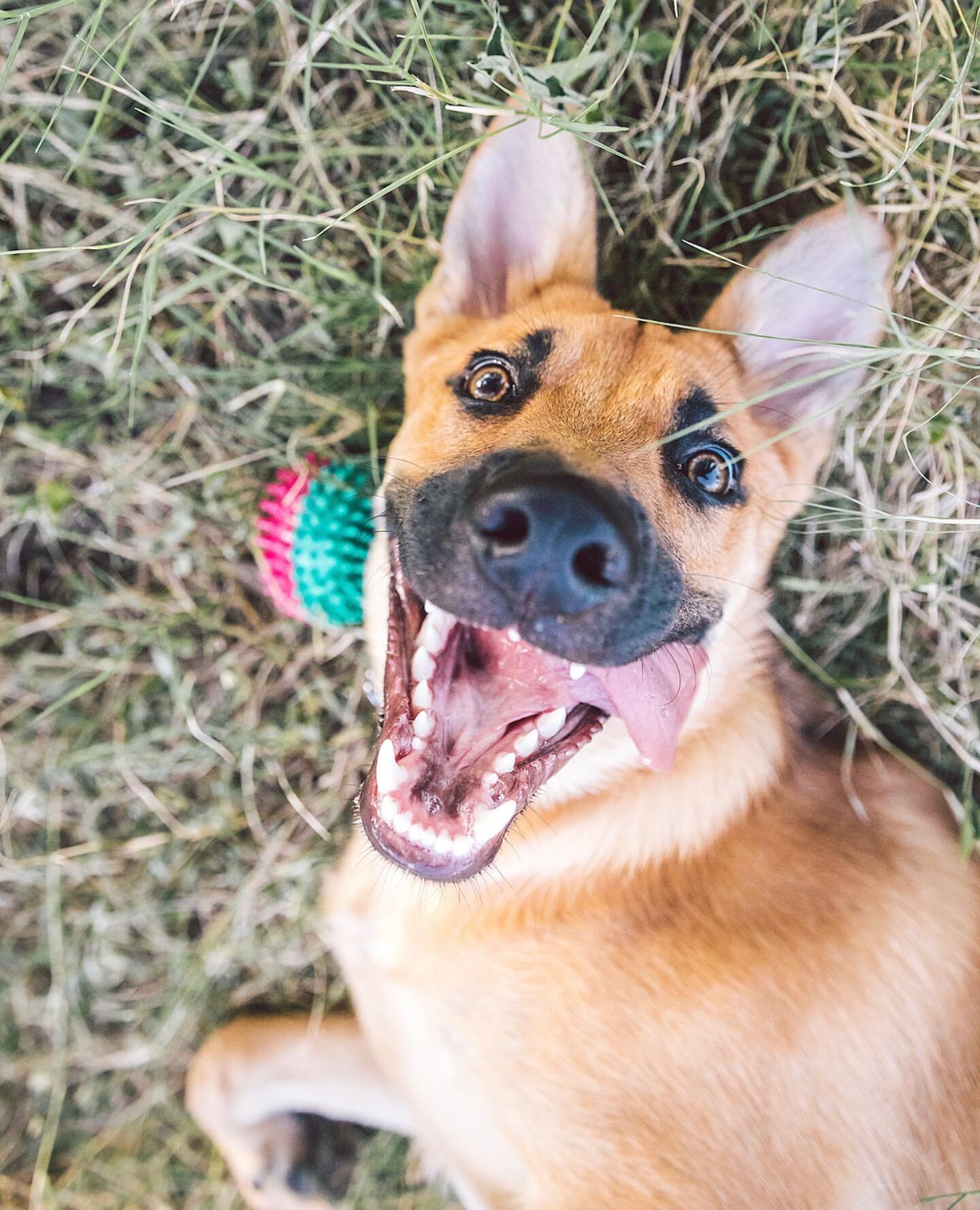 Rusty, the 6mo old Shepherd mix. Was one of the original hyenas in the Lion King but got fired because he was too goofy. 😔 Still likes to laugh at everything though.