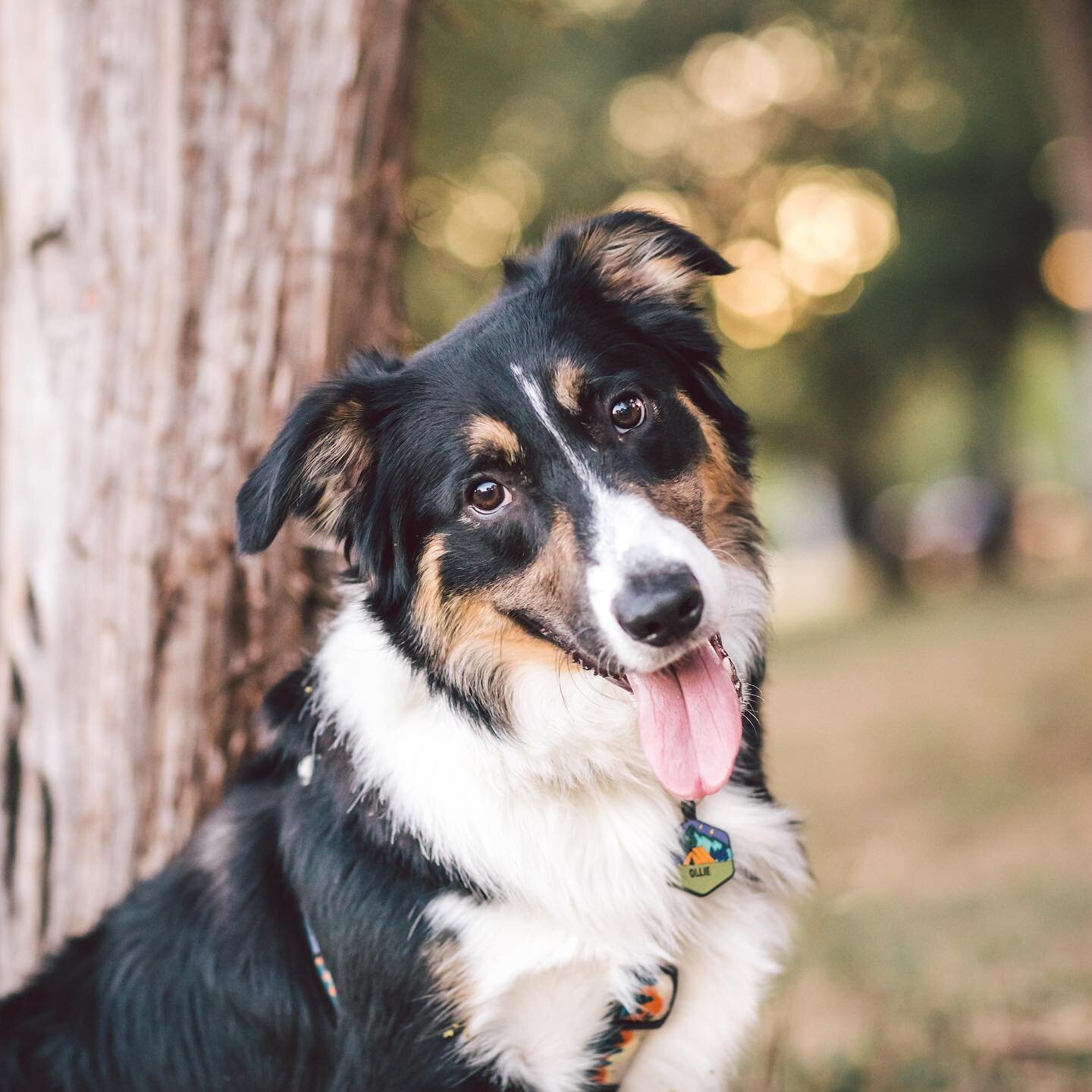 Ollie, the 7mo old Border Collie/Aussie/Corgi mix. Ollie has three &ldquo;looks&rdquo;, two of them are head tilts for world peace and the third is puppy dog eyes for all the treats. By the time he&rsquo;s three, his hope is a world with acceptance a