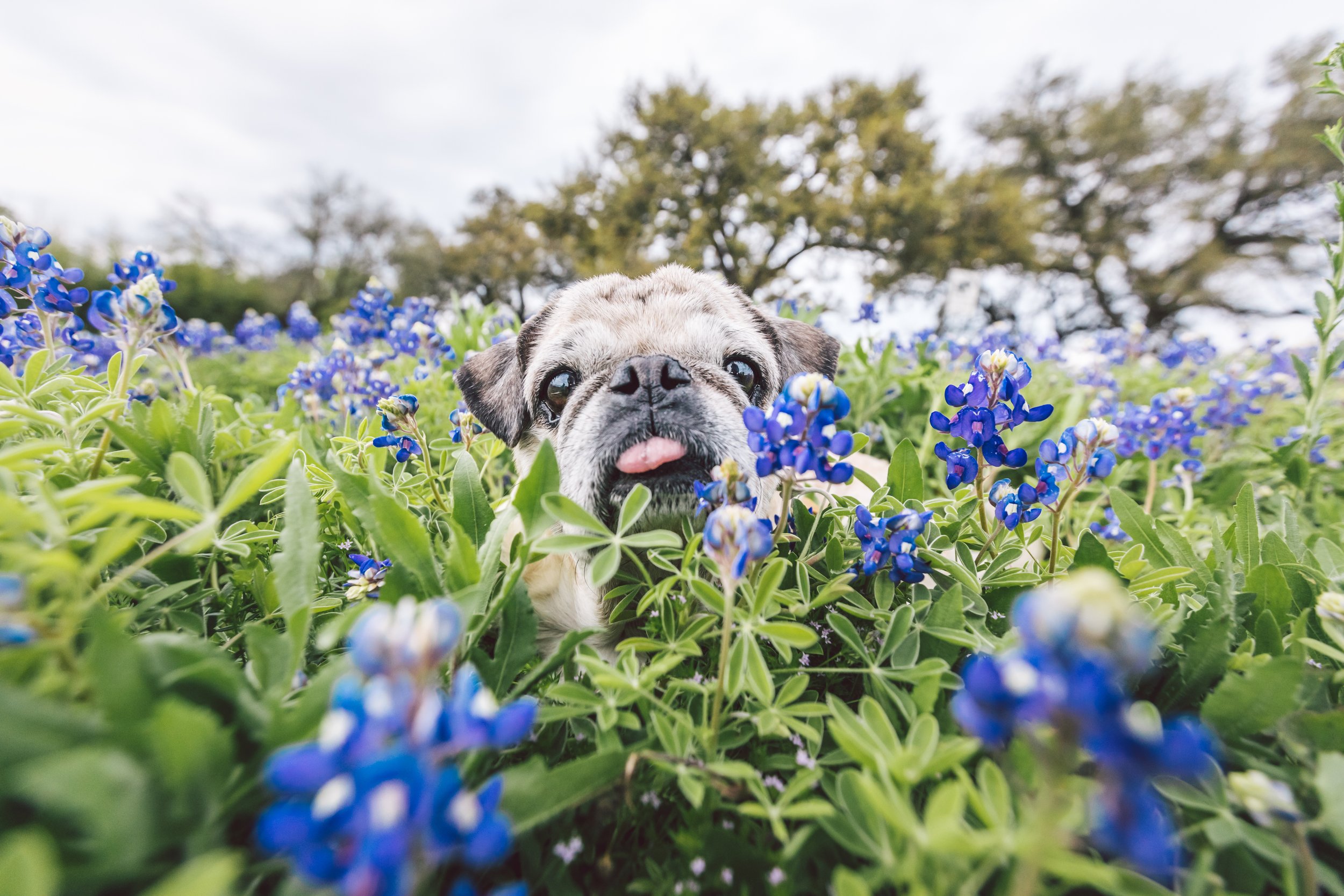 ZilkerBark_Bluebonnet_Session-7516.jpg