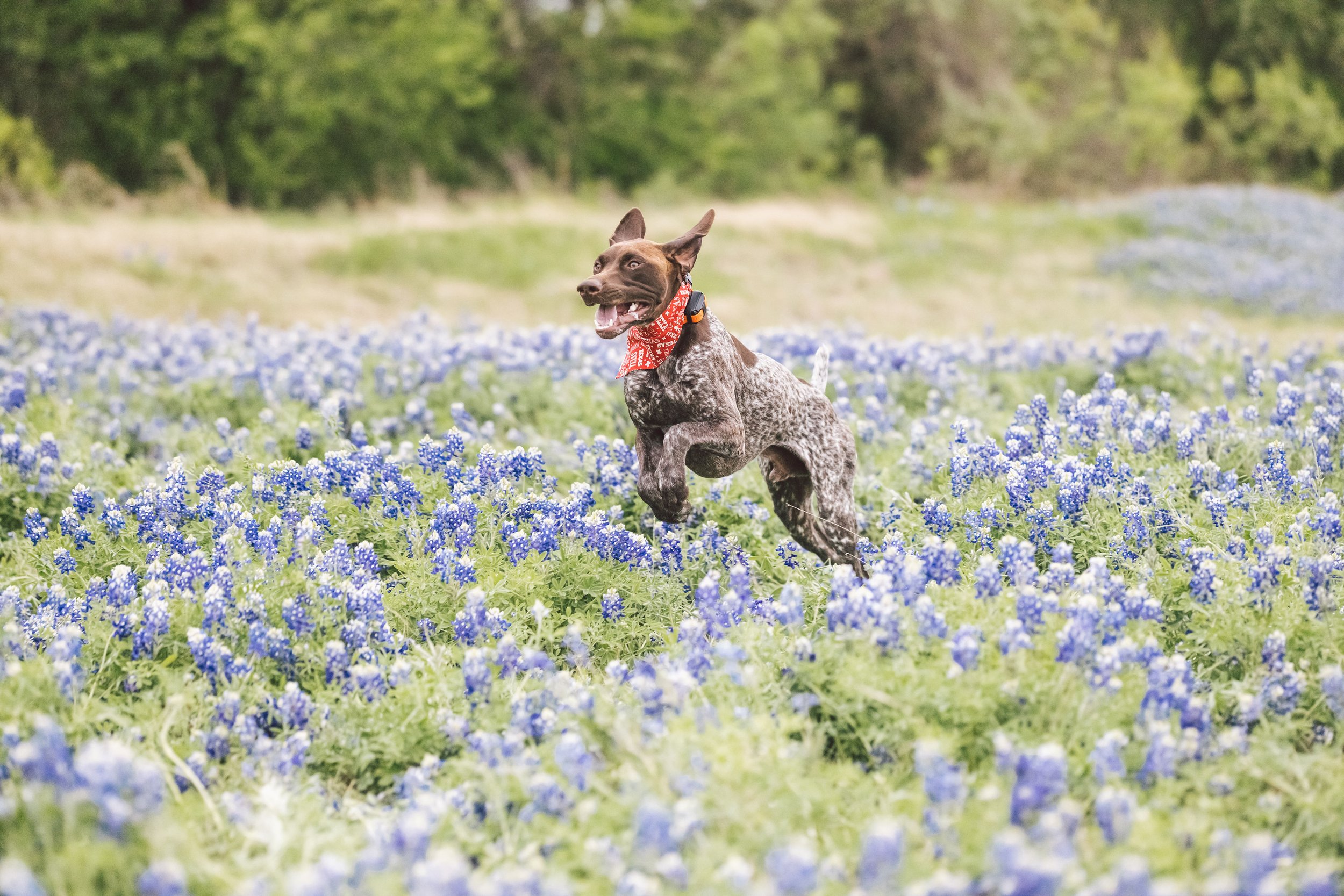 ZilkerBark_Bluebonnets(644of836).jpg