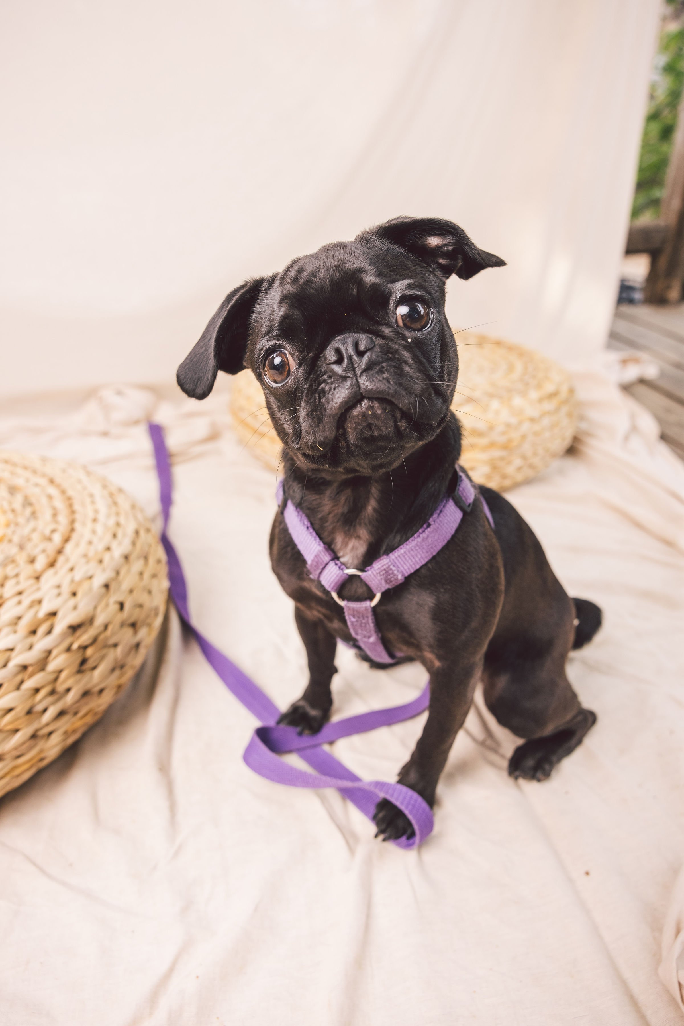 ZilkerBark_Pug_Meetup(135of428).jpg