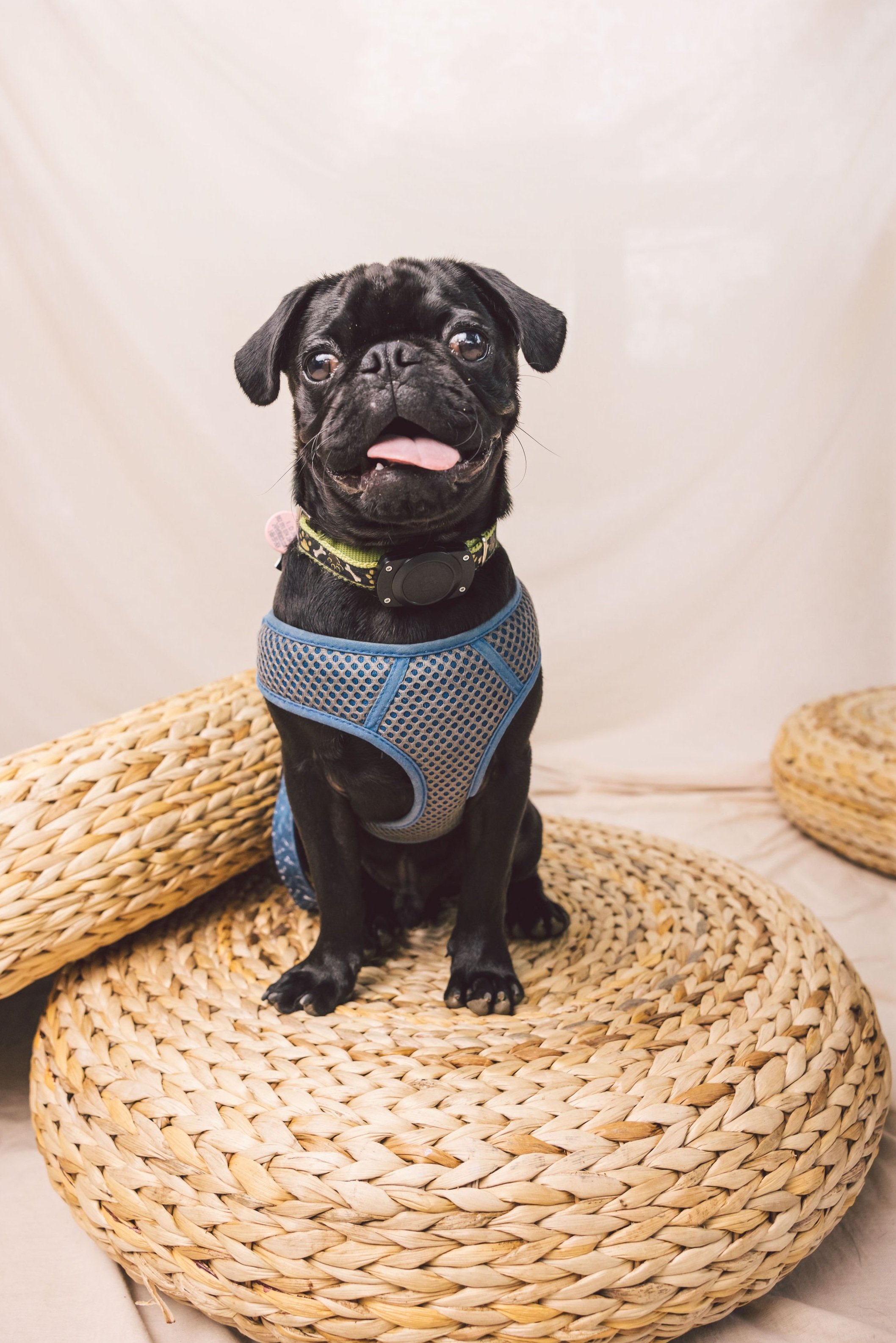 ZilkerBark_Pug_Meetup%2858of428%29.jpg