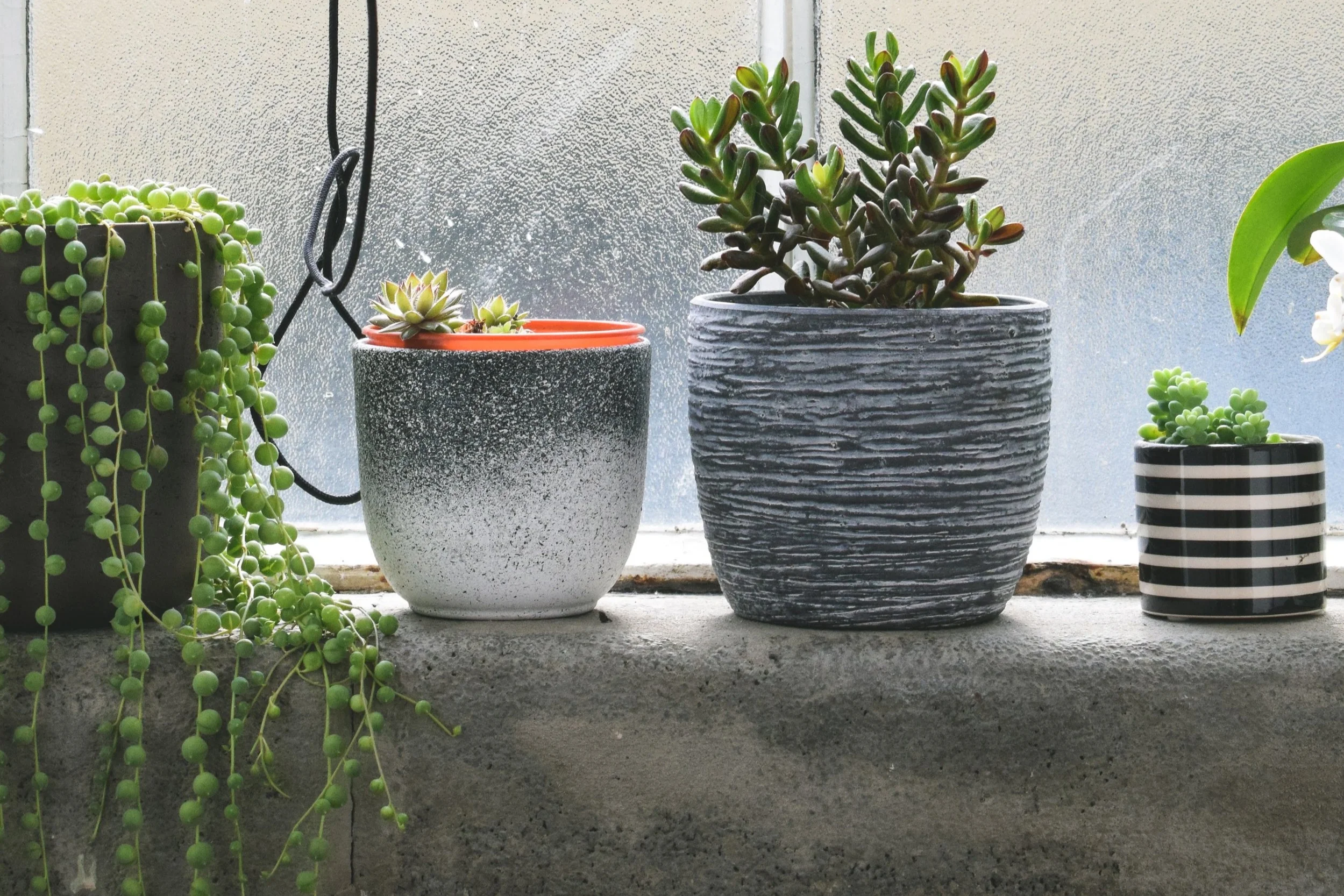 Cultivate Gratitude by using the Biophilia Effect