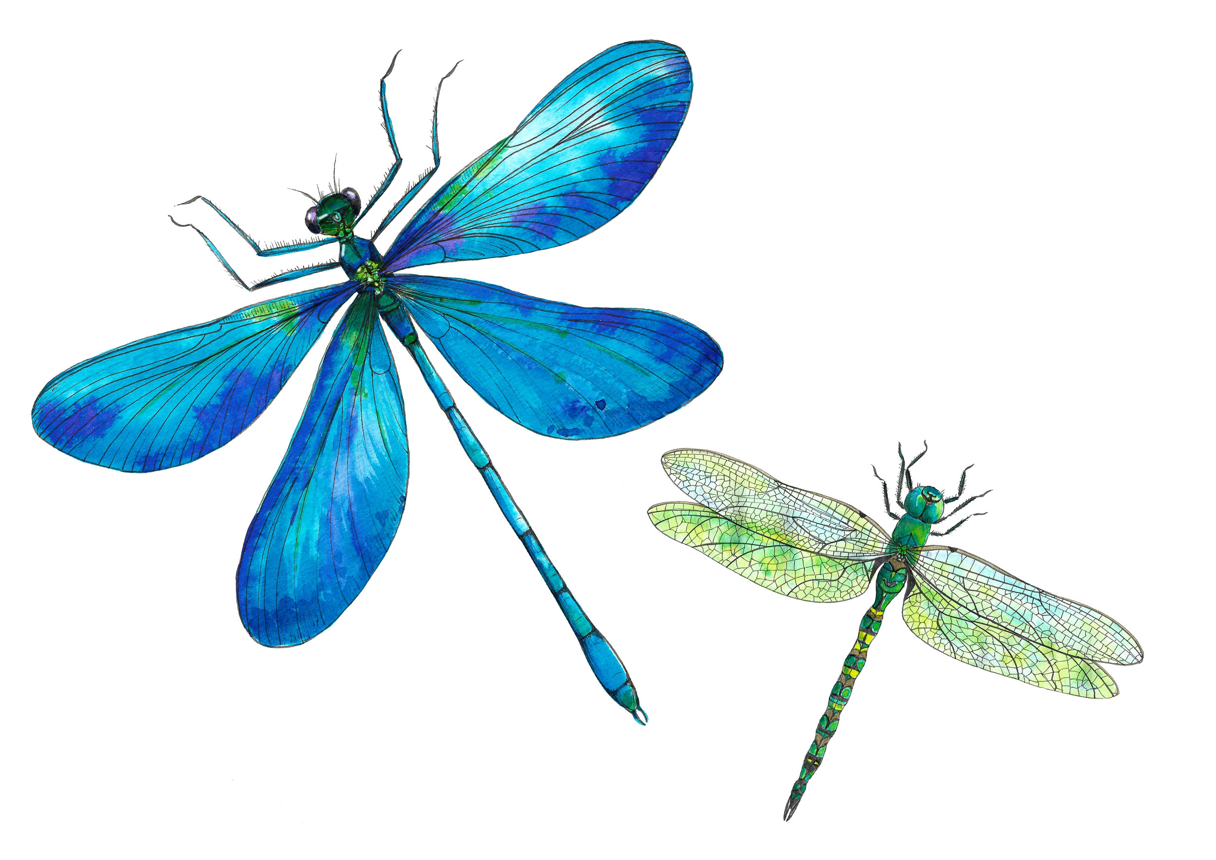 Insect Tea  Towel  Blue  Dragonflies 