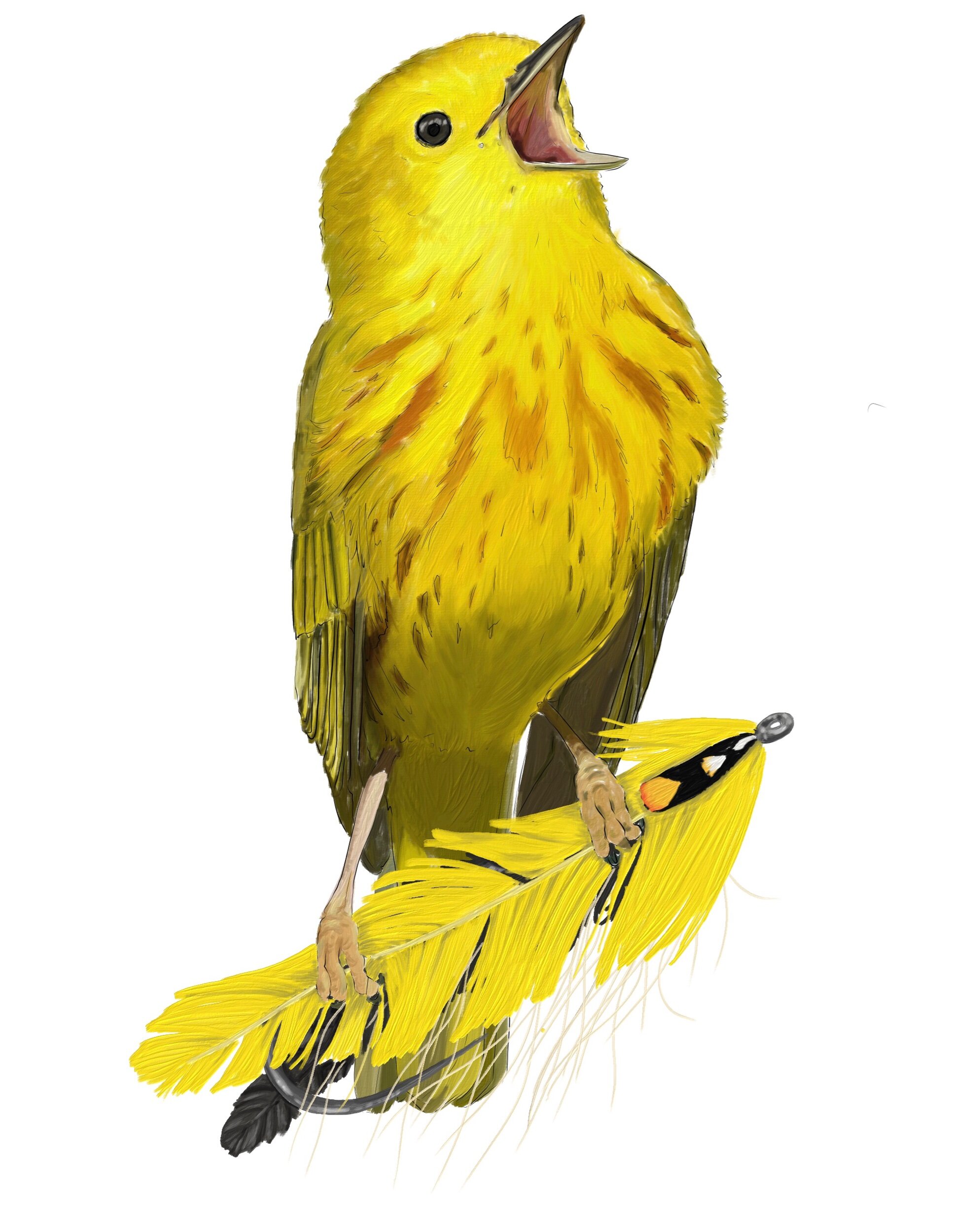 Yellow Warbler + Canary Streamer