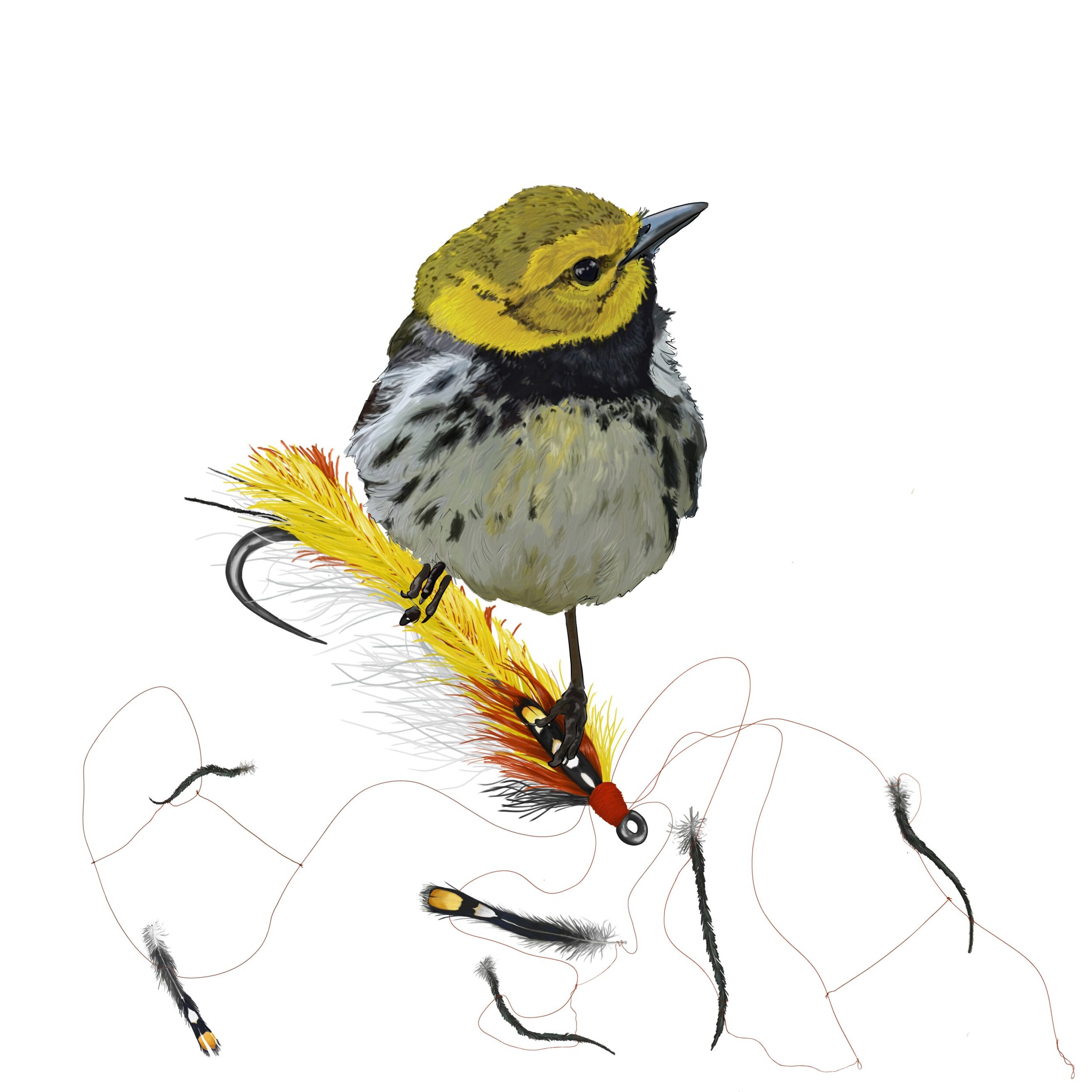 Black Throated Green + Roosters Regret