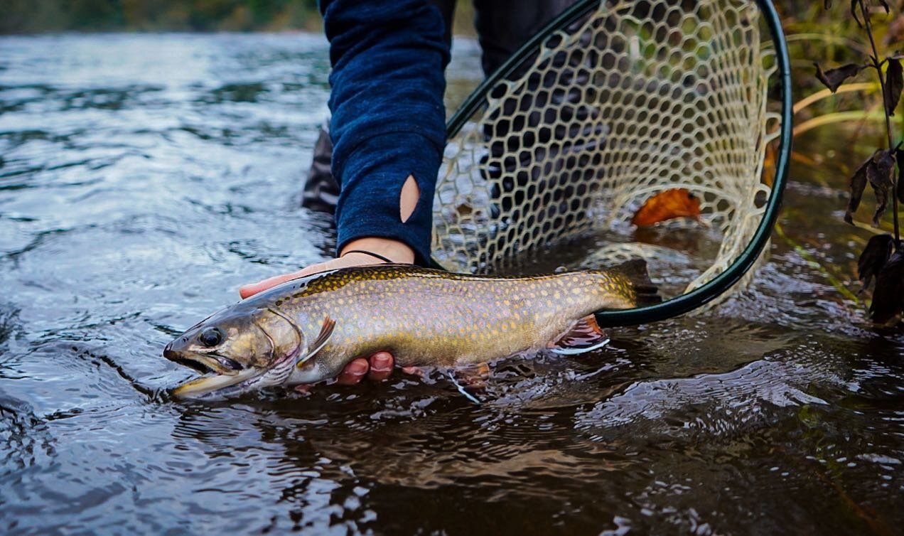 fine femme brookie to share the last bit of fall fishing season with