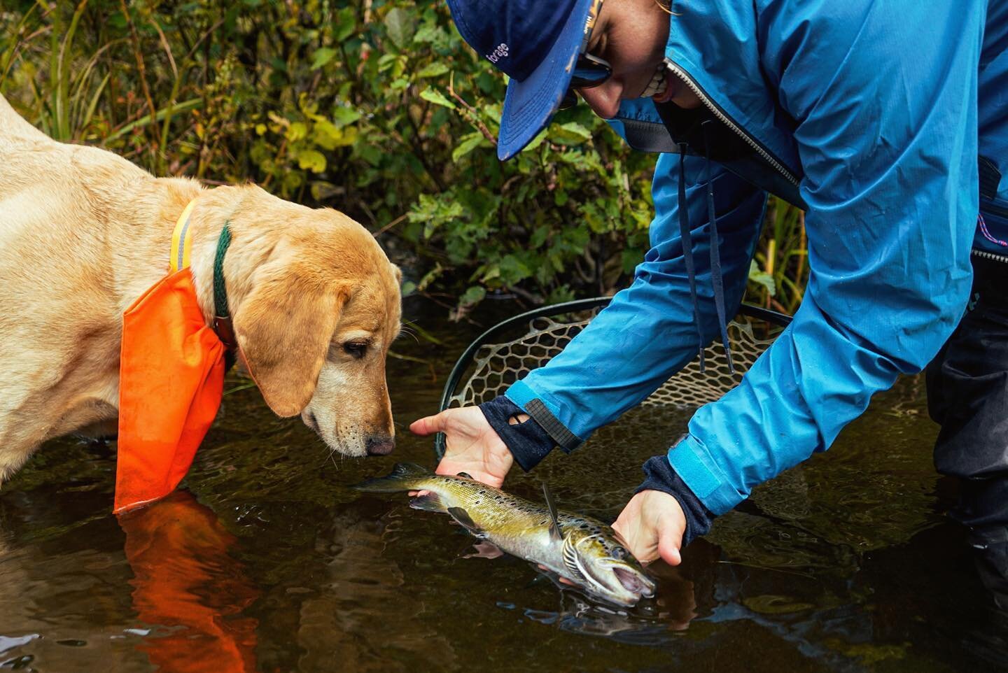 fly fishing is kind of like trick or treat for the fish, in this case a trick that paid off in a treat for us to meet this river monster. Nelson was only slightly spooked.
.
.
.
happy spooky season 🥸
