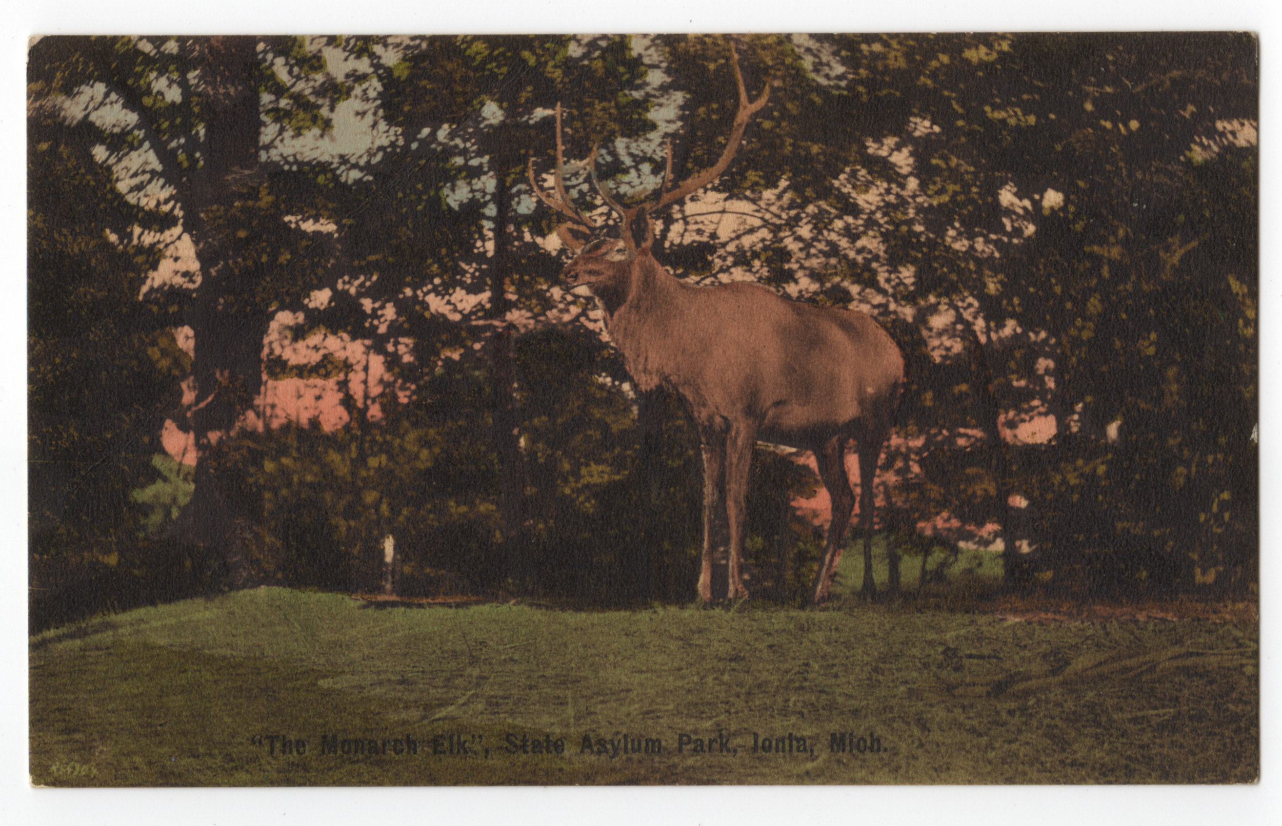 00198-ISH-Postcard 8 FRONT Deer.jpg