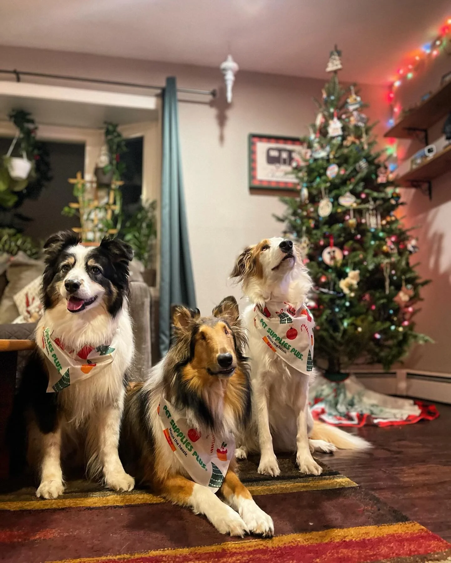 My holiday helpers 💝 

So incredibly grateful to our dogs today and everyday! 

#deafandblinddog #blindanddeafdog #blinddog #australianshepherd #doublemerle  #roughcoatcollie #dogtrainer #pennsylvania