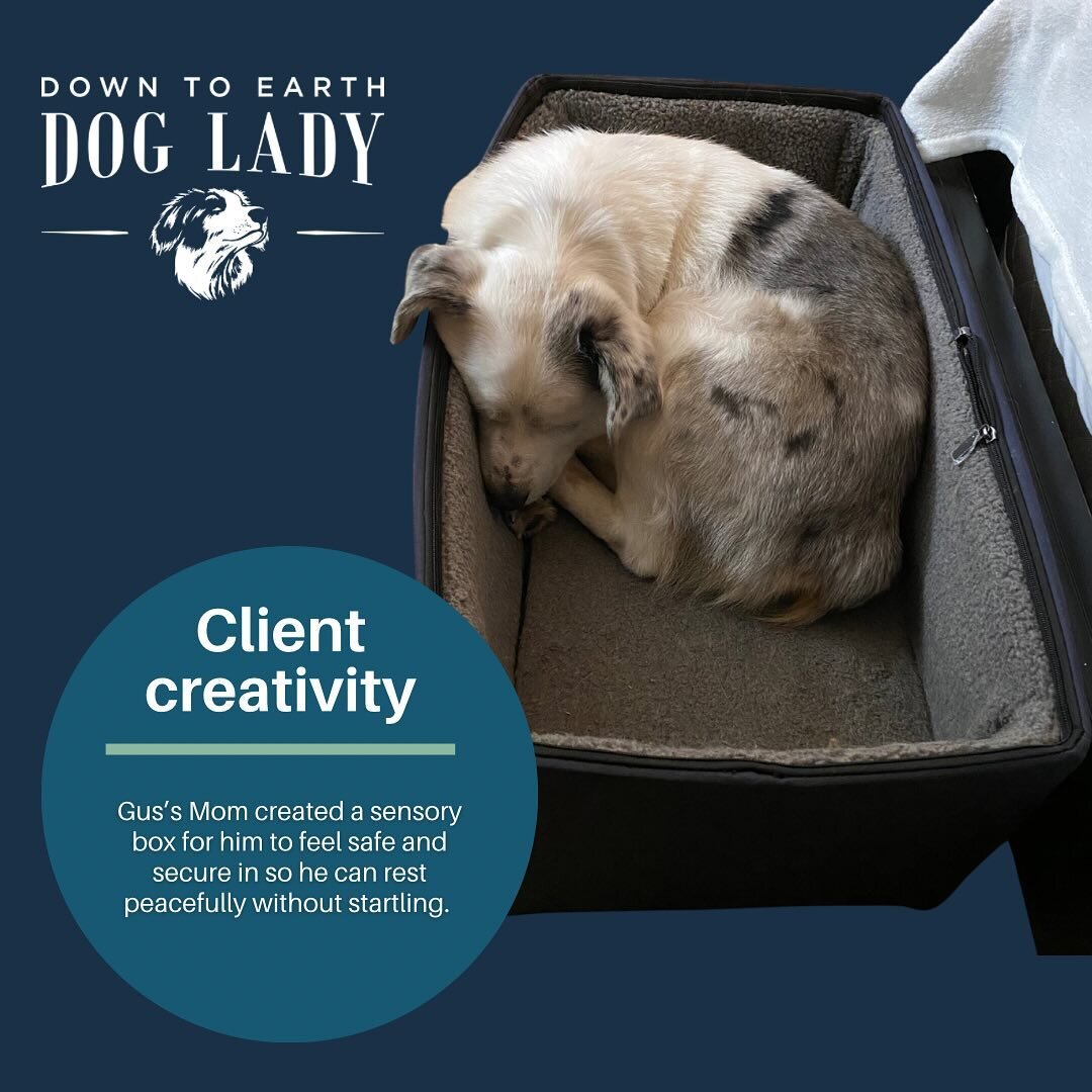 I had to share a creative concept that my client has provided for her dog. Gus is deaf and blind and his guardian has created a sleeping box for him! Gus finds comfort in his sleeping box to feel secure and to help with startling. Gus seeks out his b