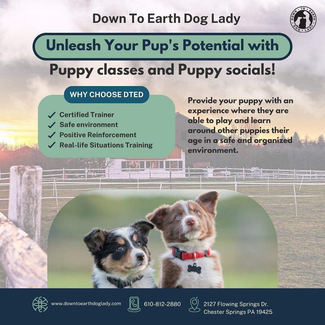 I am so excited to finally announce my upcoming coming puppy classes and puppy socials at the farm. This has been a dream in the making and it&rsquo;s finally here! 

Would you like to work on real life situational  training with your puppy? Would yo