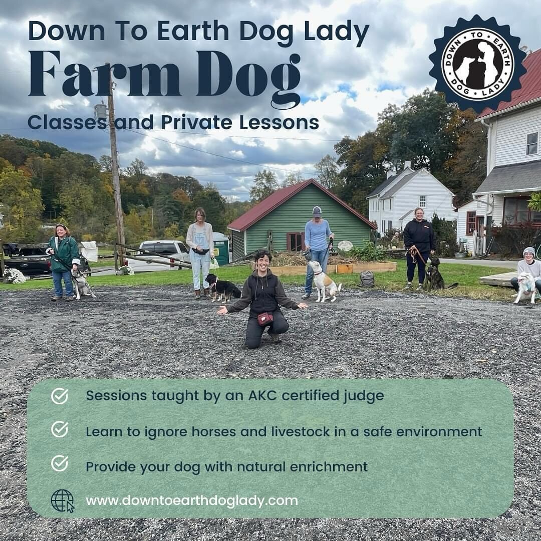 You may have seen advertisements for my up coming puppy classes but the farm isn&rsquo;t just for puppies! I am also offering farm dog classes and private lessons for teenage and adult dogs! 

Are you looking for a place to spoil your dog for the aft