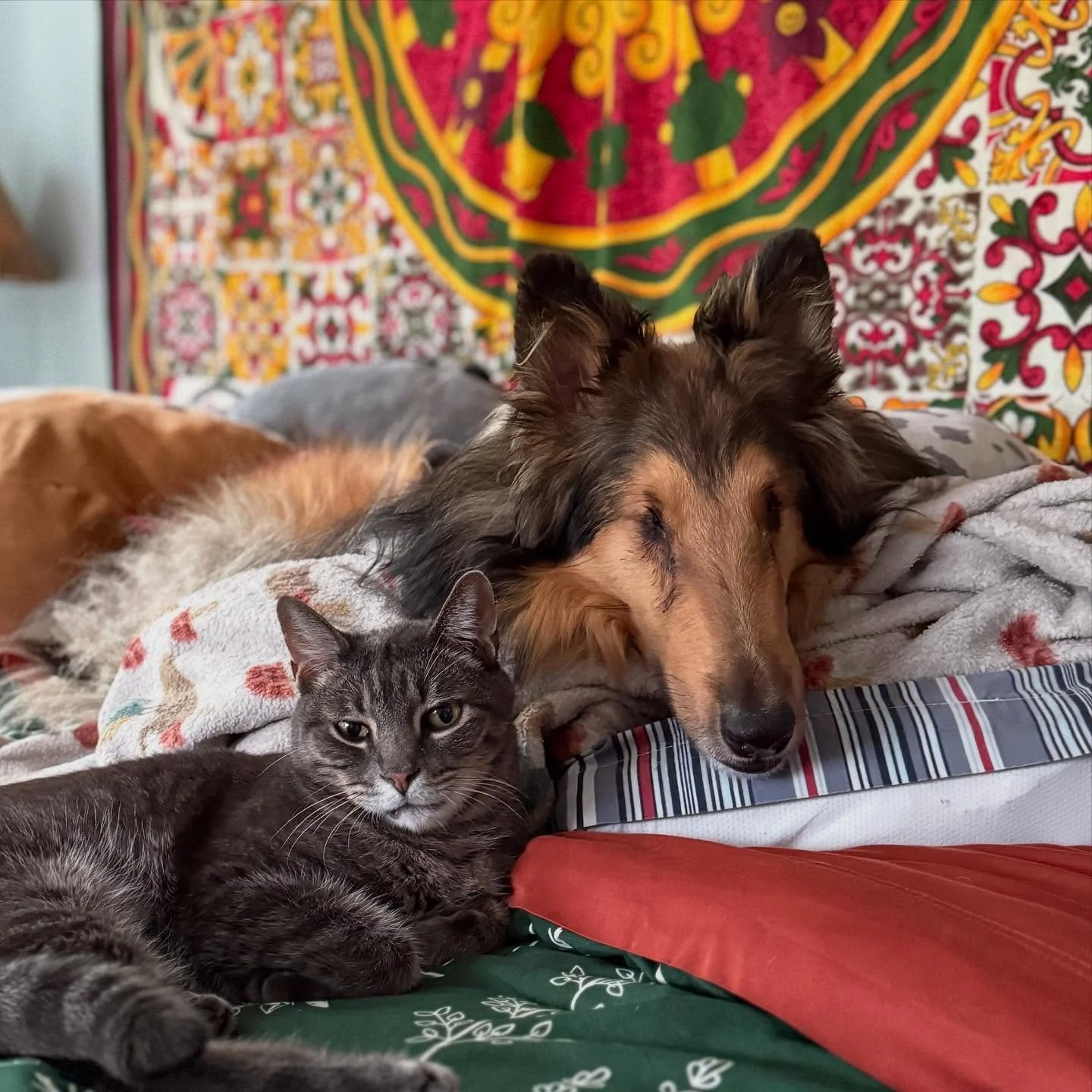 These photos were taken over 11 years apart. 

Neither of these photos were staged just natural moments that stopped me in my tracks. Today, I walked into the room to find Gatsby curled up with Clark, and instantly I was taken back to the days when h
