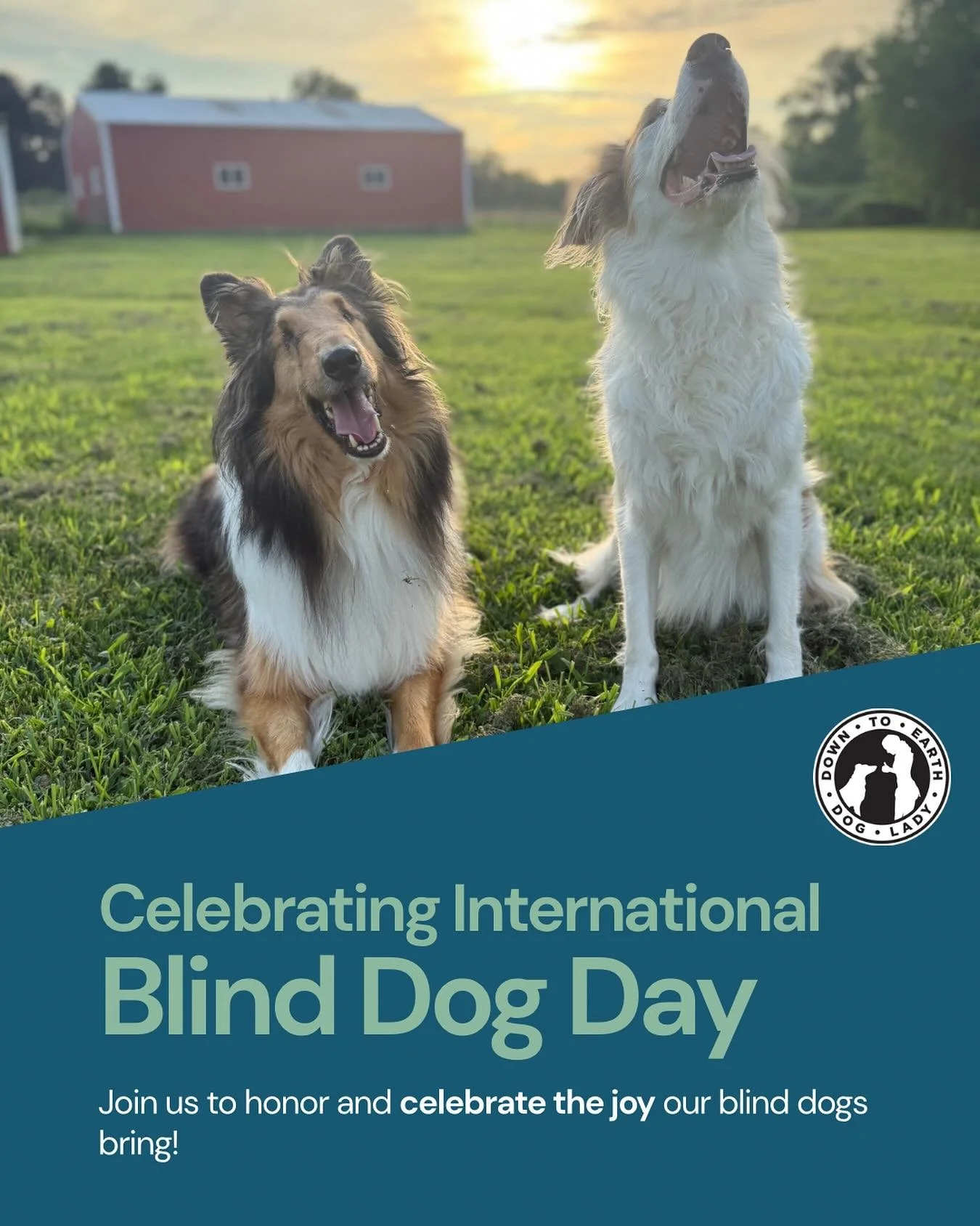 How lucky are we to share our lives with two blind dogs. Darla and Clark are two dogs that have changed my view on training, how I view the world and my life in general. 

Today is a reminder that dogs who are blind are not &ldquo;less than.&rdquo; T